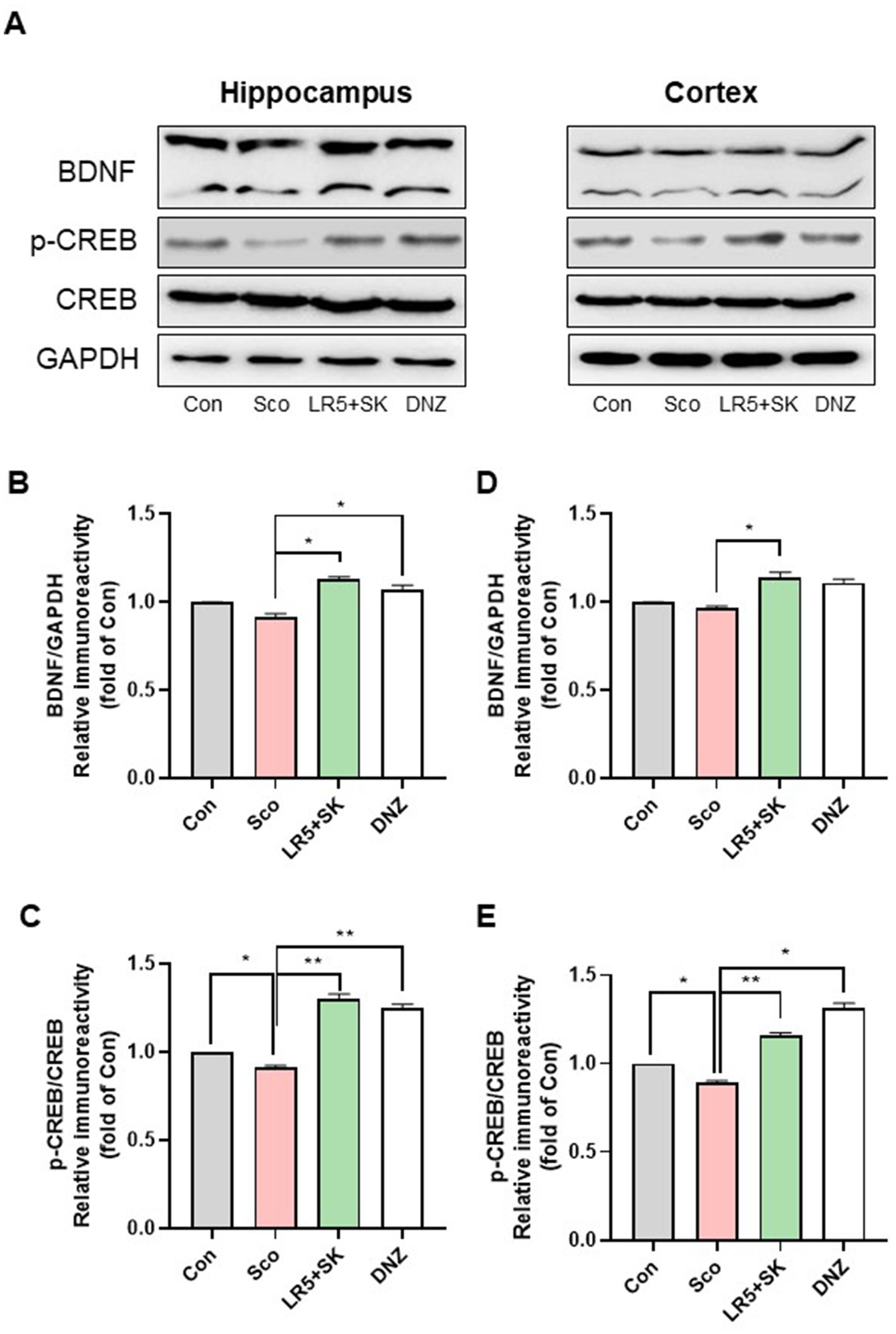 Western blot and bar graph data depicting the expression of BDNF, p-CREB, CREB, and GAPDH in the hippocampus and cortex. Graphs show relative immunoreactivity of BDNF/GAPDH and p-CREB/CREB across four conditions: Control (Con), Scopolamine (Sco), LR5+SK, and DNZ. Statistical significance is indicated by asterisks, with LR5+SK showing significant effects compared to other conditions.