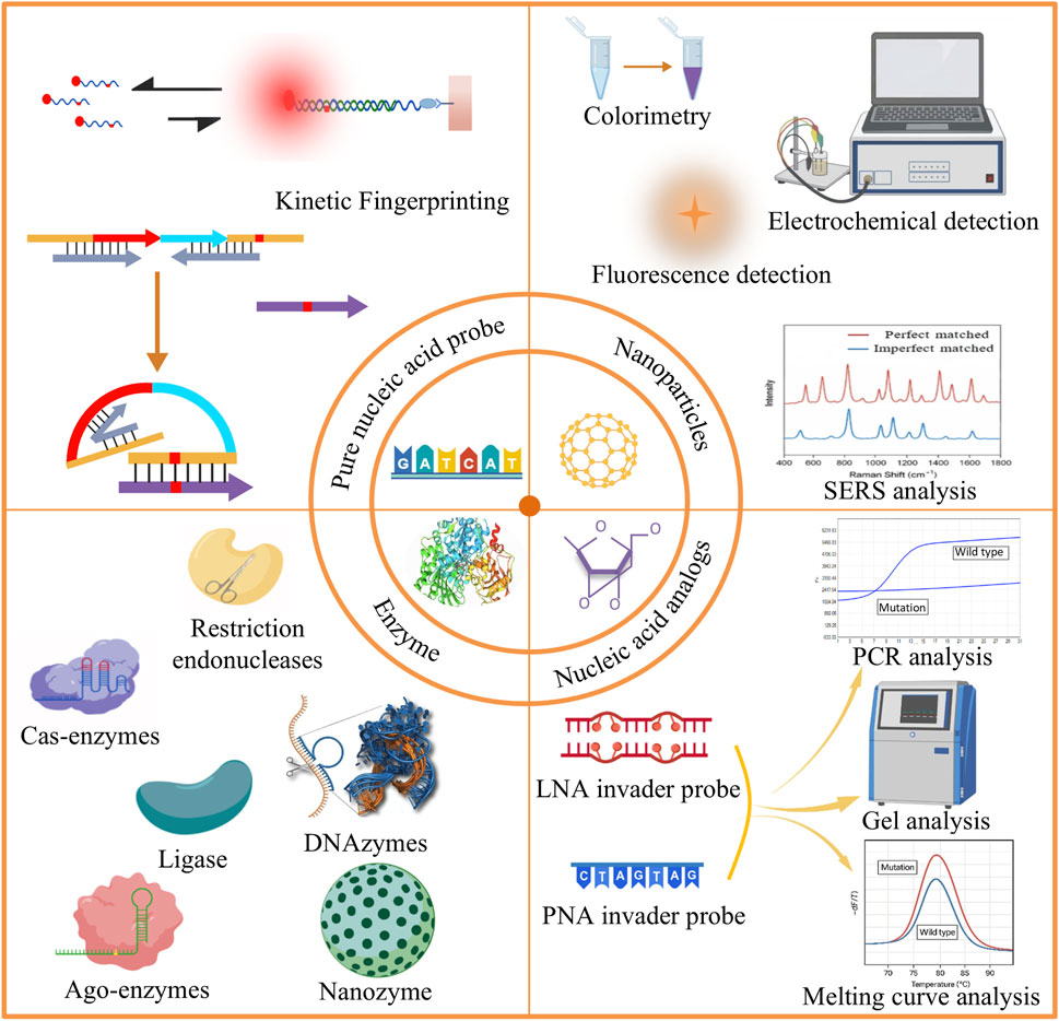 Diagram illustrating nucleic acid detection techniques, divided into four sections: kinetic fingerprinting, colorimetry, electrochemical and fluorescence detection, and analysis methods like SERS, PCR, gel, and melting curve. Central circle segments depict pure nucleic acid probes, nanoparticles, enzymes, and nucleic acid analogs. Tools listed include restriction endonucleases, Cas-enzymes, ligase, DNAzymes, nanozyme, LNA and PNA invader probes, and Ago-enzymes.