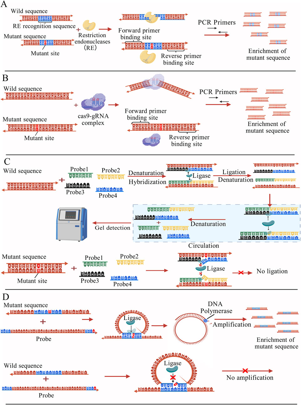 Diagrams illustrating four molecular biology techniques for DNA sequence analysis. A) Use of restriction endonucleases and PCR primers for mutant sequence enrichment. B) CRISPR-Cas9 complex application with PCR primers for enriching mutant sequences. C) Probe-based ligation method with denaturation and hybridization steps for detecting wild and mutant sequences. D) Circular DNA ligation and amplification approach for enriching mutant sequences; wild sequences show no amplification. Each section includes visual representations of sequences, binding sites, and molecular processes involved.