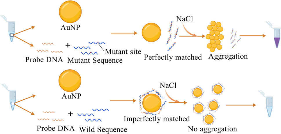 Diagram illustrating DNA hybridization with gold nanoparticles. The top process shows probe DNA and mutant sequence binding to AuNP, resulting in perfect matching and aggregation. The bottom process shows probe DNA and wild sequence binding, leading to imperfect matching and no aggregation. NaCl is added in both processes, with outcomes depicted in test tubes.