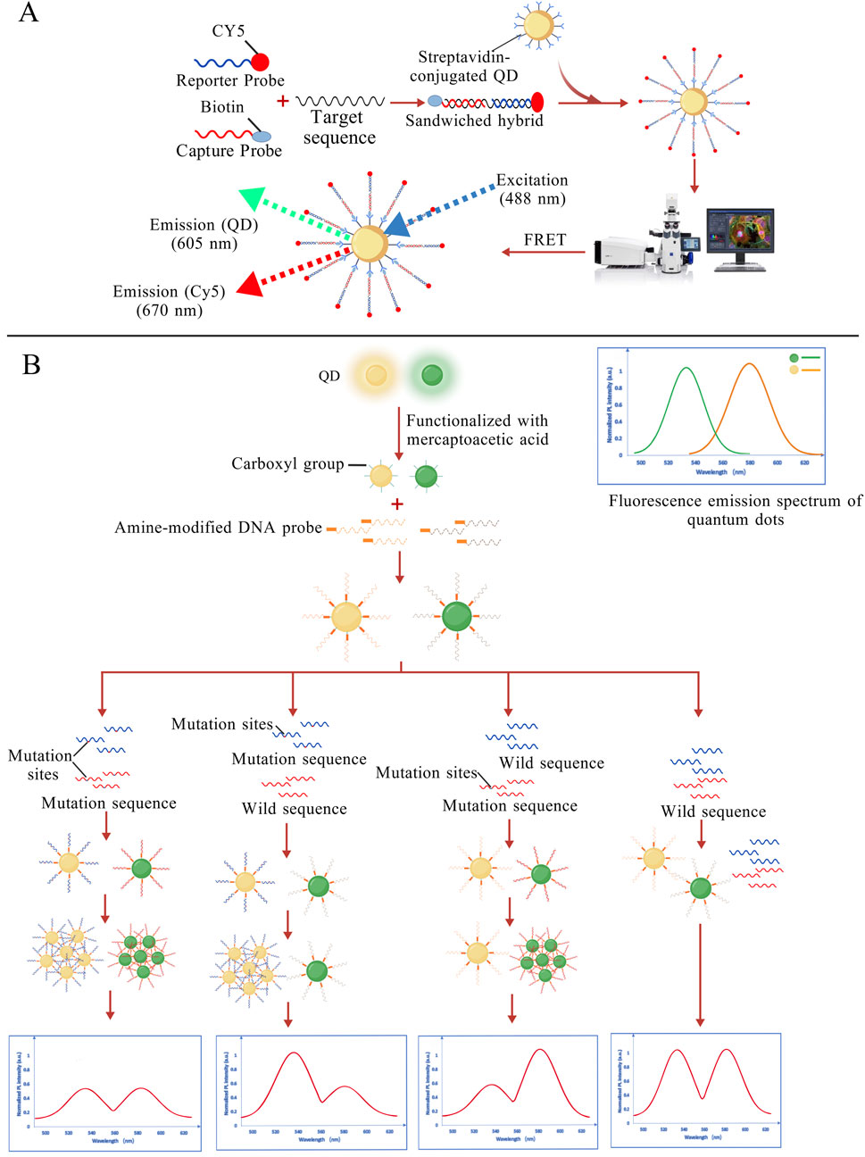 Diagram illustrating a quantum dot-based detection system. Part A shows the formation of a sandwiched hybrid complex involving a CY5 reporter probe, biotin capture probe, and target sequence, resulting in emission at 605 nm and 670 nm. Part B depicts the process of quantum dots being functionalized with mercaptoacetic acid, attaching amine-modified DNA probes. It displays mutation and wild sequences resulting in different emission profiles. A fluorescence emission spectrum graph compares quantum dot emissions at different wavelengths.