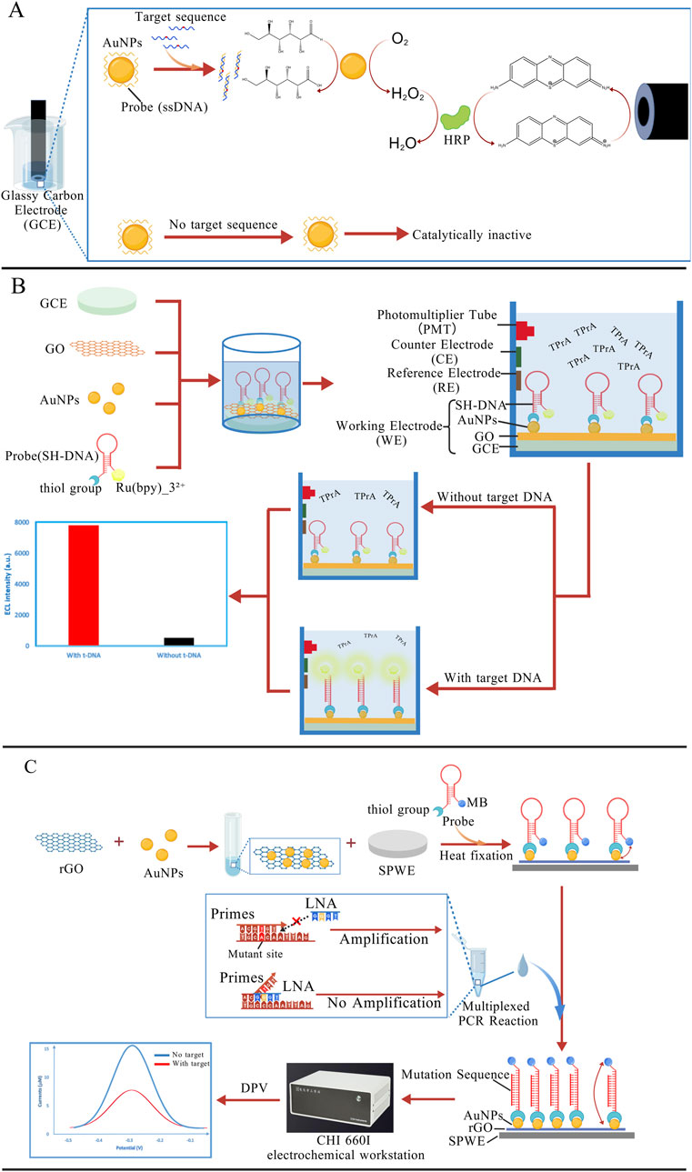 Diagram illustrating a multi-step electrochemical DNA detection process. Panel A shows target sequences interacting with gold nanoparticles (AuNPs) and ssDNA probes on a glassy carbon electrode, initiating a catalytic reaction. Without target sequences, the system remains inactive. Panel B details a setup with GO, AuNPs, and SH-DNA probes, highlighting luminescence results with and without target DNA. Panel C describes a mutation detection method using AuNPs, rGO, and specific primers for amplification, visualized through a CHI 6601 electrochemical workstation. Each panel shows reaction pathways and corresponding equipment.