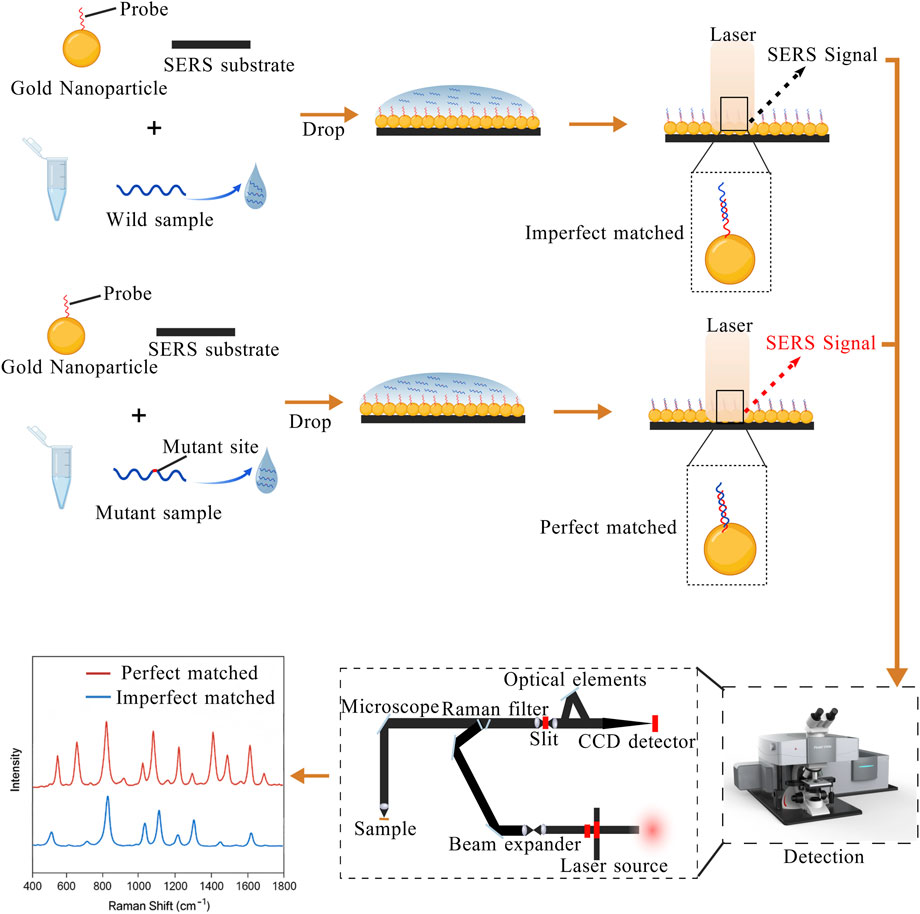 Diagram illustrating a Surface-Enhanced Raman Scattering (SERS) detection process. Two scenarios are shown: wild sample with imperfect matching and mutant sample with perfect matching on a substrate, both involving gold nanoparticles and probes. The perfect match results in a stronger SERS signal. Additionally, a lower section shows a graph with spectra for both scenarios and a schematic of the experimental setup including a microscope, Raman filter, CCD detector, beam expander, and laser source.