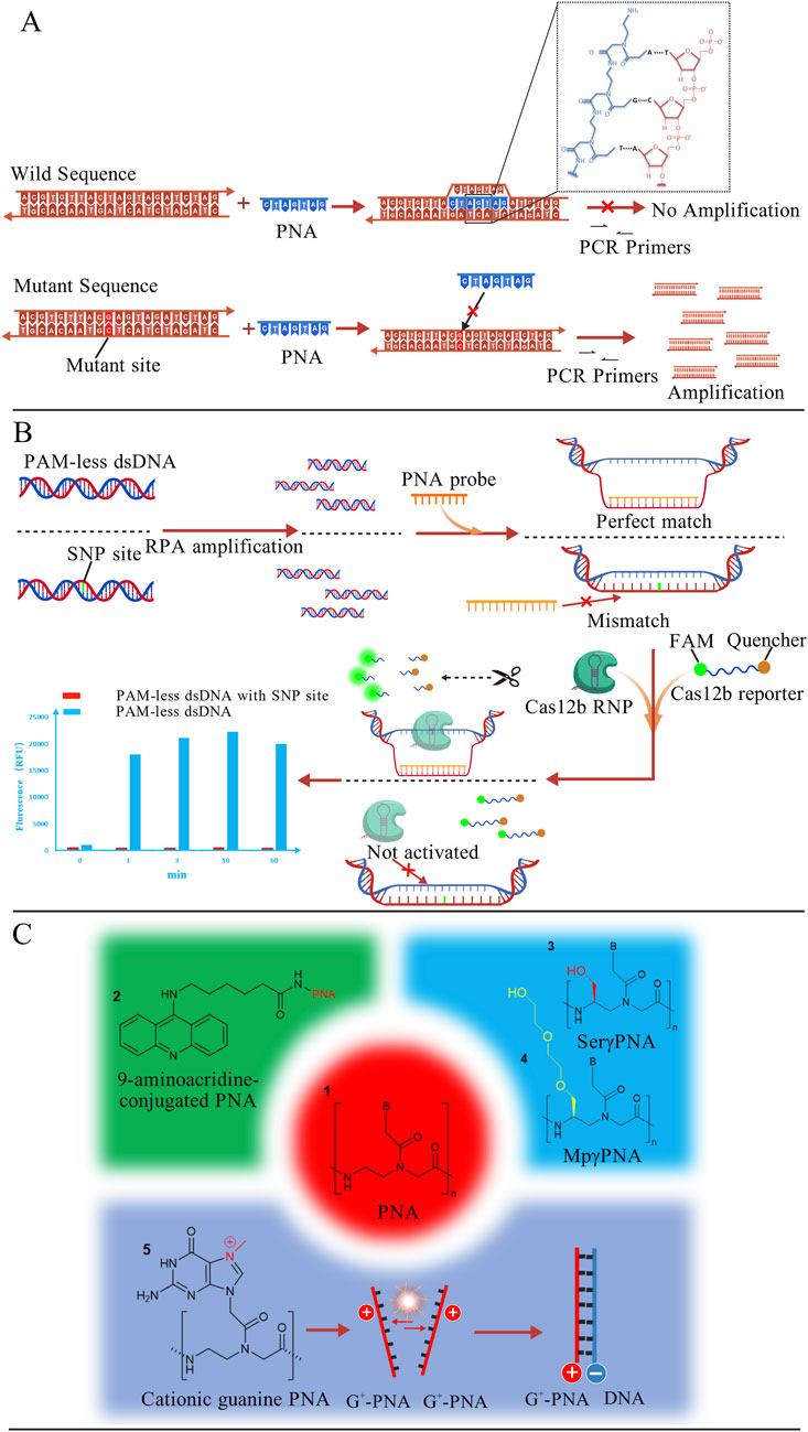 Diagram illustrating PNA-mediated genetic analysis. Panel A shows wild and mutant DNA sequences interacting with PNA for PCR amplification, highlighting sequence-specific binding. Panel B describes a process using PAM-less dsDNA and PNA probes to detect SNPs, incorporating Cas12b RNP activation, with a graph indicating fluorescence over time. Panel C emphasizes different PNA variants, including 9-aminoacridine-conjugated PNA, SeryPNA, MpyPNA, and cationic guanine PNA, detailing their molecular structures and interactions with DNA.