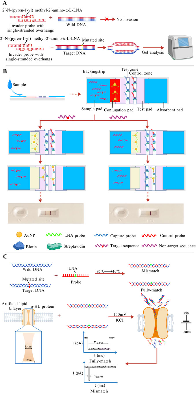 Diagram illustrating a DNA mutation detection process. (A) Shows invader probes with single-stranded overhangs binding to target DNA with a mutated site, leading to gel analysis, while no binding occurs with wild DNA.(B) Represents a sample testing procedure using pads for detection, featuring AuNP, LNA probes, and control and capture probes. Successful detection results in visible bands.(C) Details a process where DNA with mutated and wild types is heated and cooled with LNA probes. An artificial lipid bilayer with α-HL protein analyzes DNA sequences for mismatches or full matches using ionic current measurements.