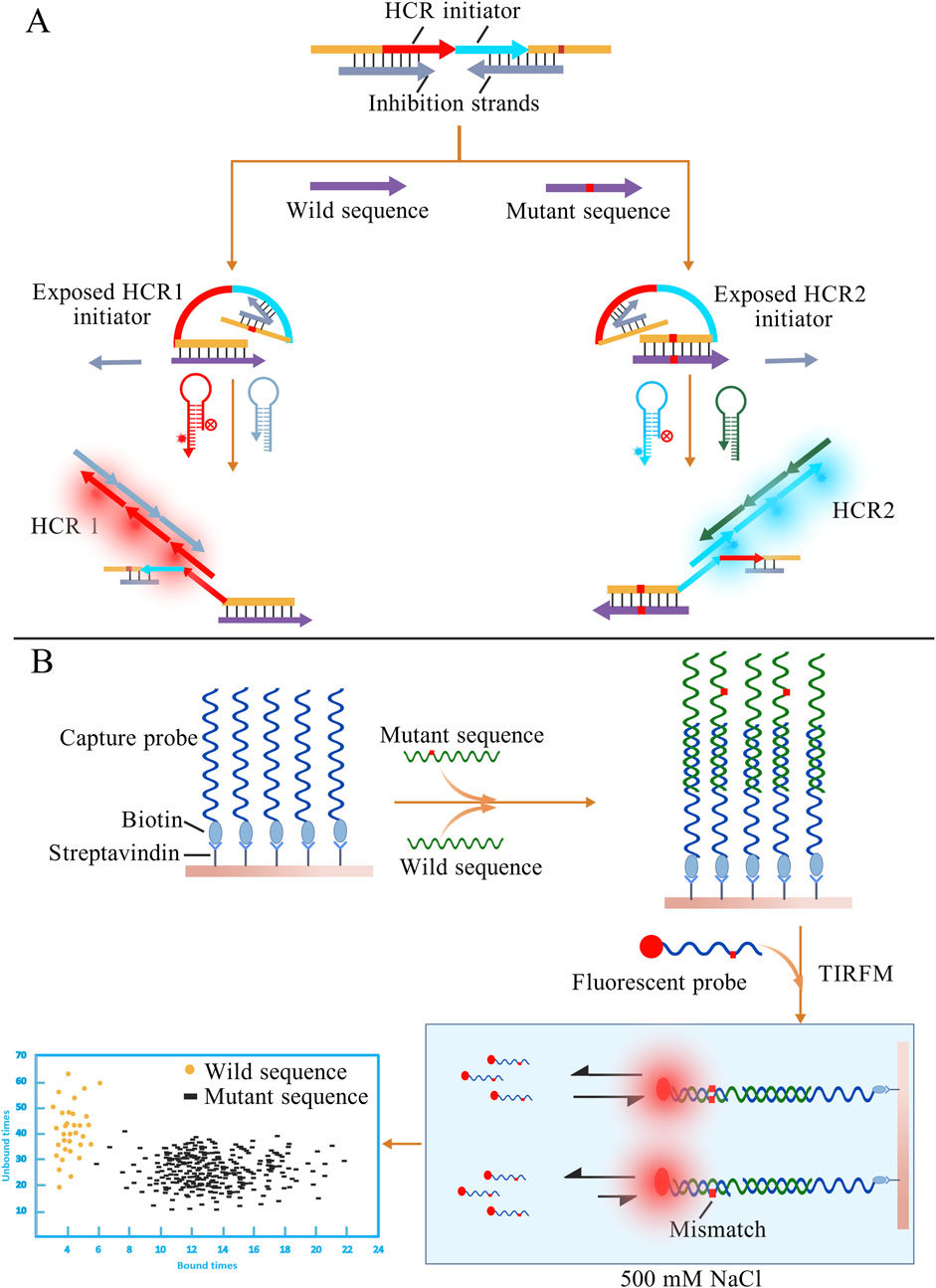 Diagram illustrating hybridization chain reaction (HCR) detection of wild and mutant sequences. Part A shows initiation and propagation of HCR with distinct paths for wild and mutant sequences, generating HCR1 and HCR2. Part B depicts detection setup with capture probes on a surface bound by biotin-streptavidin, demonstrating how mutant and wild sequences interact with fluorescent probes observed through TIRFM. A graph compares unbinding and binding times of sequences, highlighting differences between wild and mutant interactions.