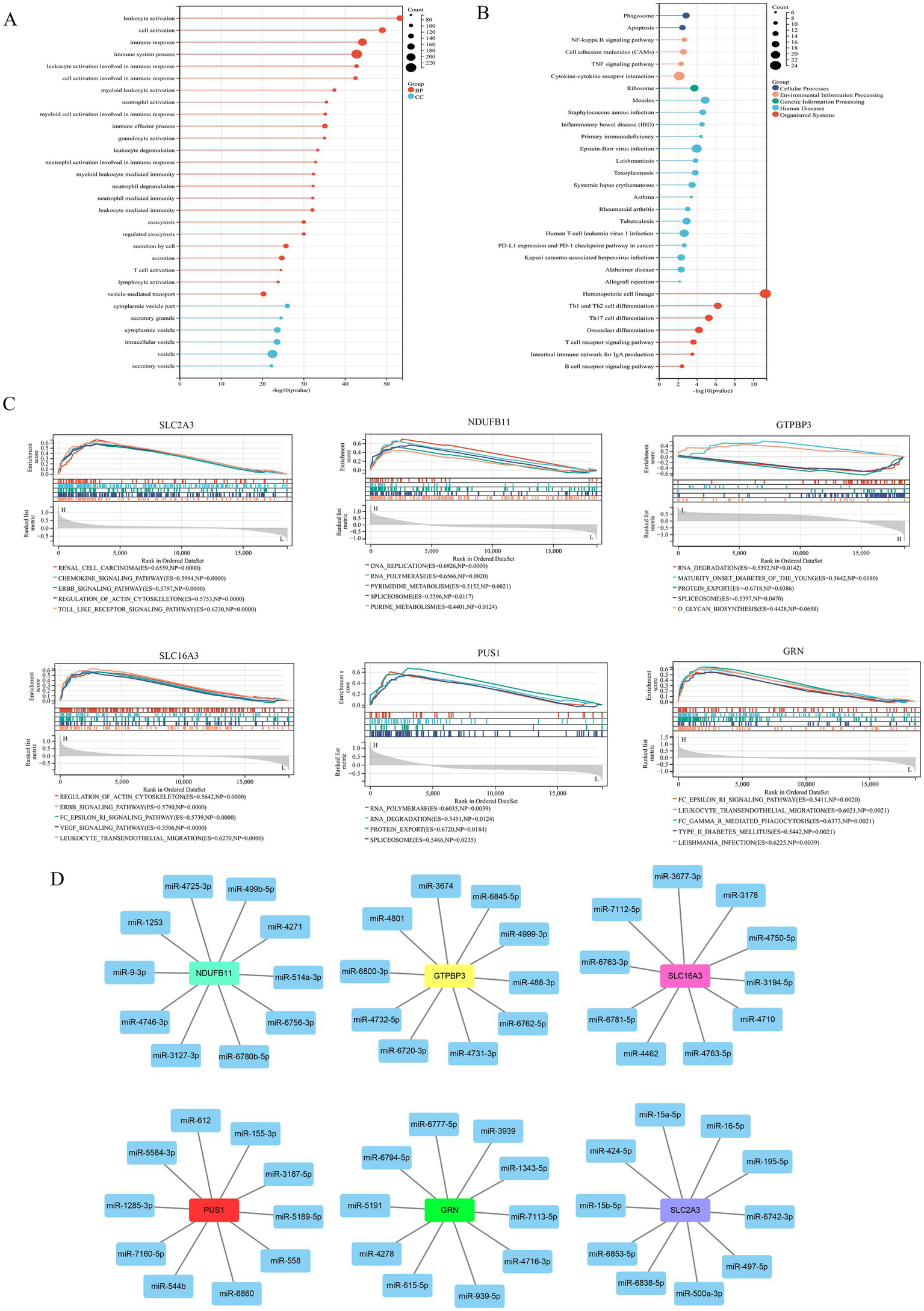 (A) Bubble chart depicting immune-related pathways, with colors representing various categories and sizes indicating gene counts. (B) Bubble chart of signaling pathways, categorized by biological functions, with size indicating gene counts. (C) Gene set enrichment analysis plots for six genes, showing enrichment scores and pathways. (D) Network diagrams of miRNA interactions with six specific genes, each gene linked with multiple miRNAs through connecting lines.