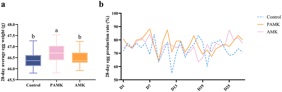 Two-part graphical data. Part (a) shows a box plot comparing the 28-day average egg weight in grams across three groups: Control, PAMK, and AMK. The PAMK group has a statistically significant higher average egg weight marked by 'a', compared to 'b' for Control and AMK. Part (b) is a line graph depicting the 28-day egg production rate percentage over time (D1 to D25) for the Control, PAMK, and AMK groups. The lines exhibit fluctuating trends with PAMK generally maintaining a higher or comparable rate.