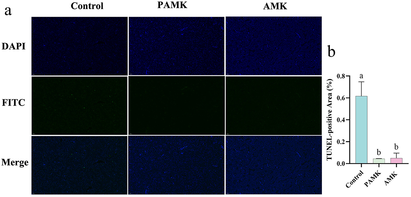 Fluorescent microscopy images show DAPI and FITC staining across three conditions: Control, PAMK, and AMK. DAPI-stained images are deep blue, illustrating nuclear presence, while FITC-stained images are mostly dark, reflecting less signal. Merged images combine both stains. A bar chart on the right displays TUNEL-positive area percentages, with the control showing a significantly higher percentage than PAMK and AMK, which are similar.