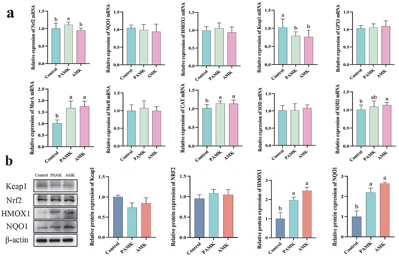 The image consists of two panels. Panel (a) shows bar graphs comparing the relative expression of various mRNA types (Nrf2, NQO1, HMOX1, Keap1, GPX1, MSra, MSrb, CAT, SOD1, SOD2) across three groups: Control, PAMK, and AMK. Significant differences are marked with letters. Panel (b) includes a Western blot image and corresponding bar graphs for Keap1, Nrf2, HMOX1, and NQO1 protein expressions across the same groups, with significant differences indicated by letters.