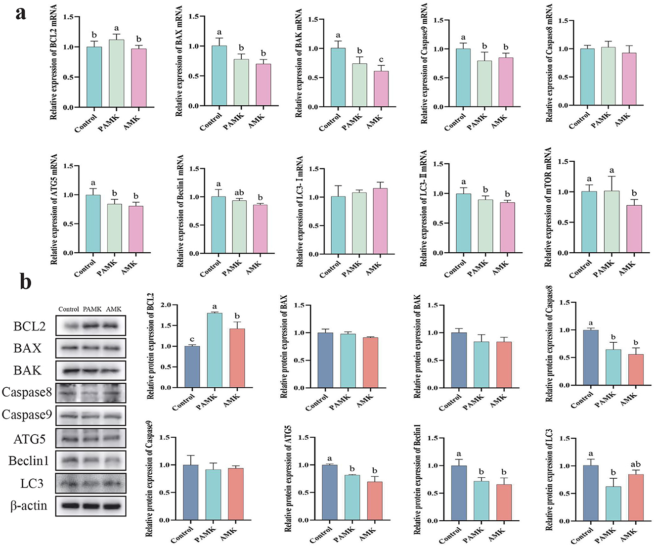 Graphs and blot images show the relative expression levels of various mRNAs and proteins in control, PAMK, and AMK groups. Panel (a) includes bar graphs for BCL2, BAX, BAK, Caspase9, Caspase8, ATG5, Beclin1, LC3-?, LC3-?, and mTOR mRNA. Panel (b) features Western blot bands and corresponding bar graphs for BCL2, BAX, BAK, Caspase8, Caspase9, ATG5, Beclin1, LC3, and ?-actin proteins. Each graph presents statistical significance markers (a, b, c) indicating differences between groups.