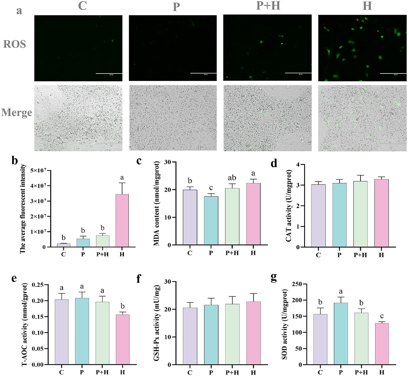 Multiple panels displaying experimental data. Panel (a) shows micrographs of reactive oxygen species (ROS) and merged images under different conditions labeled C, P, P+H, and H. Panels (b) to (g) are bar graphs depicting various biochemical assays: average fluorescence intensity, MDA content, CAT activity, T-AOC activity, GSH-Px activity, and SOD activity under the same conditions. Bars are color-coded, and statistical significance is indicated by letter annotations.