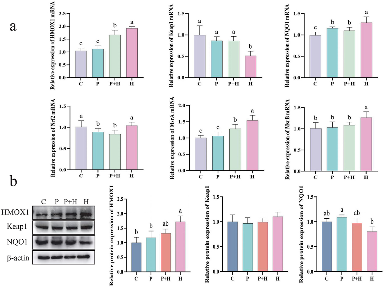 Graphs display the relative mRNA and protein expression levels of various genes. Panel (a) shows mRNA expression for HMOX1, Keap1, NQO1, Nrf2, and MsrB across four groups: C, P, P+H, H. Letters indicate significant differences. Panel (b) includes western blot images for HMOX1, Keap1, NQO1, and ?-actin, along with corresponding bar graphs for protein expression. Different letters indicate statistical significance among groups.