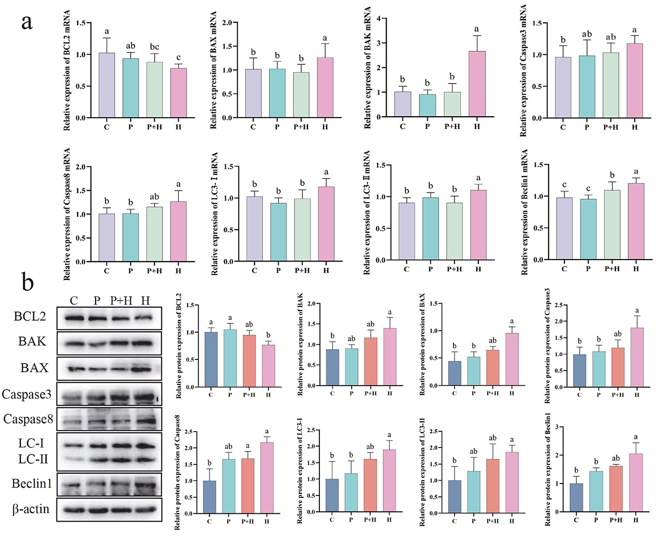 Graphs and a Western blot image comparing the relative expression of genes and proteins (BCL2, BAK, BAX, Caspase 3, Caspase 8, LC3-I, LC3-II, Beclin1) among four groups (C, P, P+H, H). Gene expression graphs (labeled a) and protein expression graphs with Western blot bands (labeled b) show expression levels with statistical annotations on differences indicated by letters (a-c). Each graph depicts data variability with error bars.
