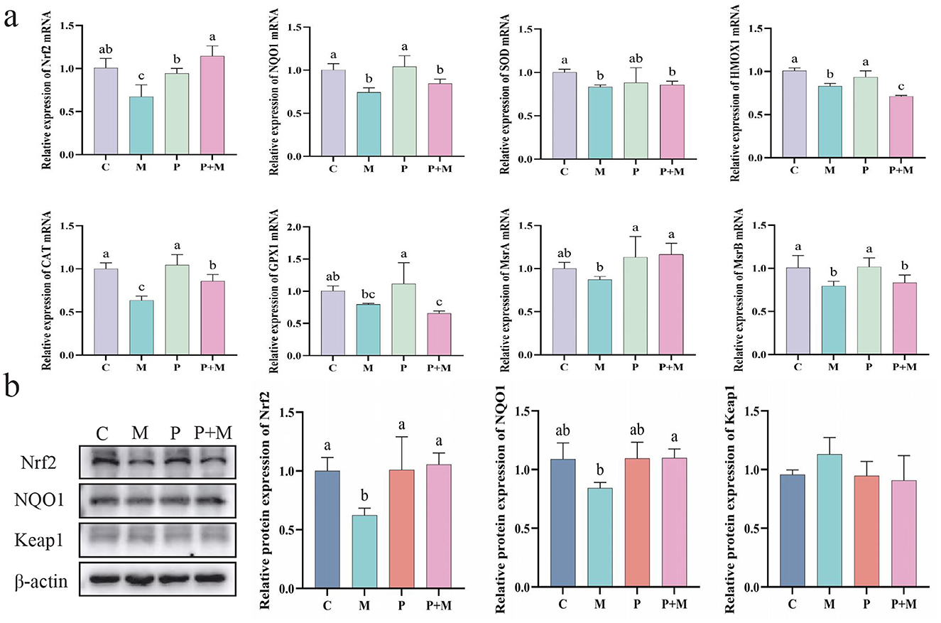 Bar charts and Western blot images compare the relative expression of various mRNAs and proteins across four conditions: C, M, P, and P+M. Panel (a) shows mRNA expressions for Nrf2, NQO1, SOD, HO1, CAT, GPX1, MsrA, and MsrB. Panel (b) displays protein expressions for Nrf2, NQO1, Keap1, and ?-actin alongside bar charts of Nrf2, NQO1, and Keap1 expression levels. Different letters indicate statistically significant differences between groups.