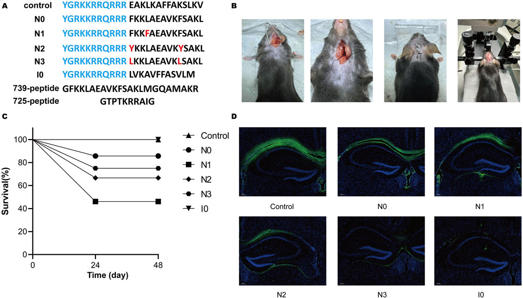 Peptide sequences, surgical procedure images, a survival rate graph, and brain tissue sections are illustrated. Panel A displays peptide sequences with differences highlighted in red. Panel B shows surgical views of a rodent undergoing a procedure with equipment. Panel C presents a survival curve over 48 days for different treatments, with a legend indicating symbols for each group. Panel D contains microscopic images of brain tissue sections under various conditions, showing green fluorescence marking specific areas. The images provide a comparative analysis of treatments in a scientific study.