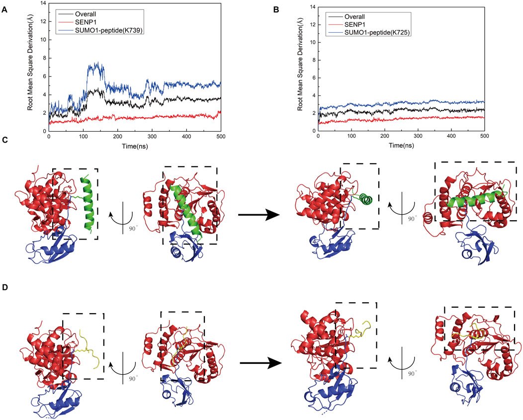Graphs A and B display root mean square deviation over time for SENP1 and SUMO1-peptide complexes, with distinct lines for components. Diagrams C and D illustrate protein structures with rotations. SENP1 is shown in red, SUMO1-peptides in green and yellow, and additional structures in blue, highlighting conformational changes and interactions.