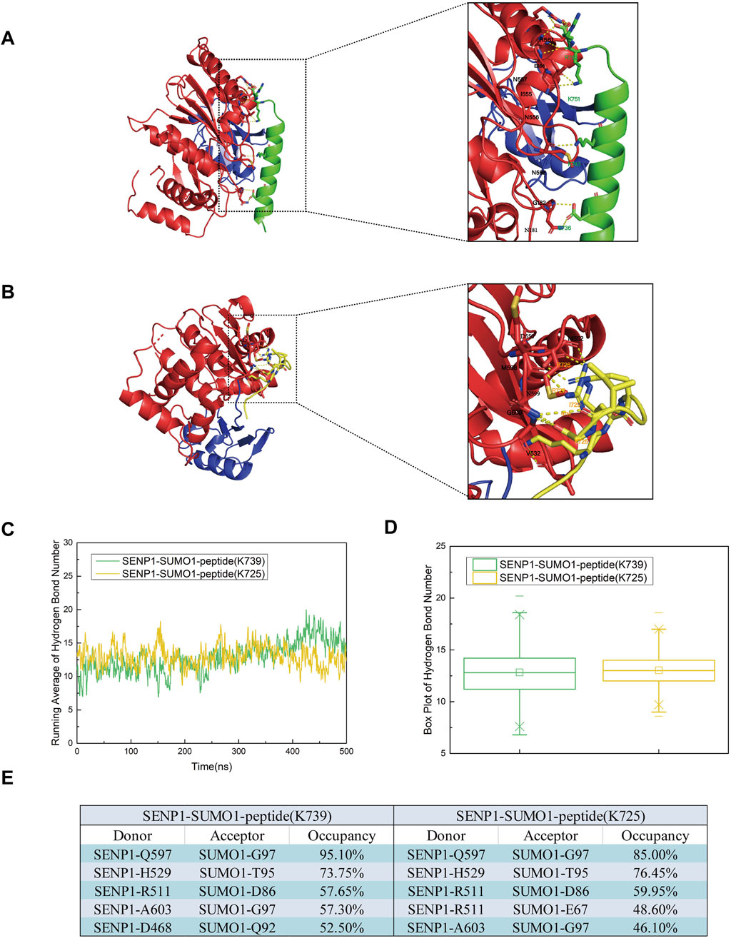 Molecular structures (A and B) and close-up views show interactions in SENP1-SUMO1 complexes, highlighting hydrogen bonds. Graph (C) displays the running average of hydrogen bond numbers over time for two peptides. Box plot (D) compares hydrogen bond numbers between peptides. Table (E) lists specific donor-acceptor pairs and their occupancy percentages for different peptides.