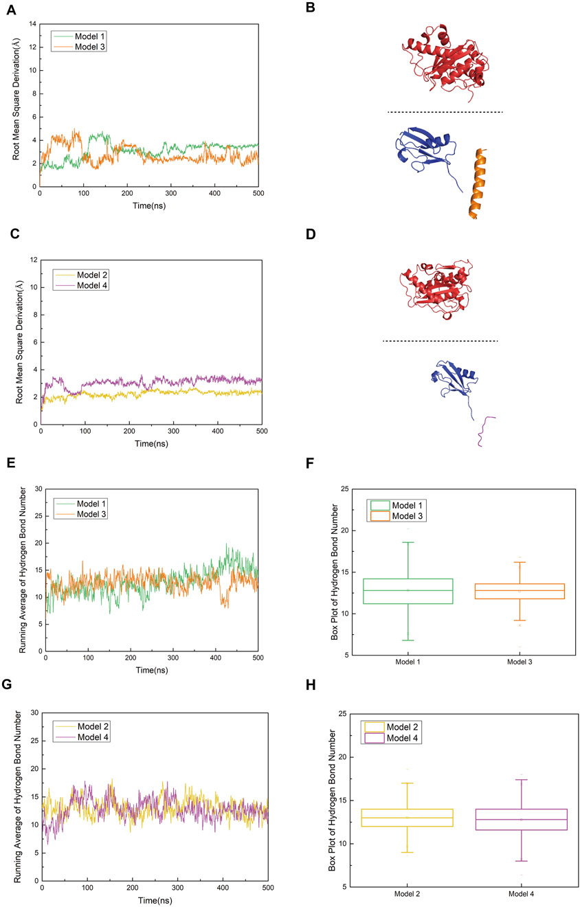 Diagram with multiple panels displaying protein simulation data. Panel A shows a line graph of root mean square deviation for models 1 and 3 over 500 nanoseconds. Panel B contains 3D protein structures for models 1 and 3. Panel C shows a line graph of root mean square deviation for models 2 and 4 over 500 nanoseconds. Panel D contains 3D protein structures for models 2 and 4. Panel E presents a line graph of hydrogen bond running averages for models 1 and 3 over 500 nanoseconds. Panel F includes a box plot of hydrogen bond numbers for models 1 and 3. Panel G presents a line graph of hydrogen bond running averages for models 2 and 4 over 500 nanoseconds. Panel H includes a box plot of hydrogen bond numbers for models 2 and 4.