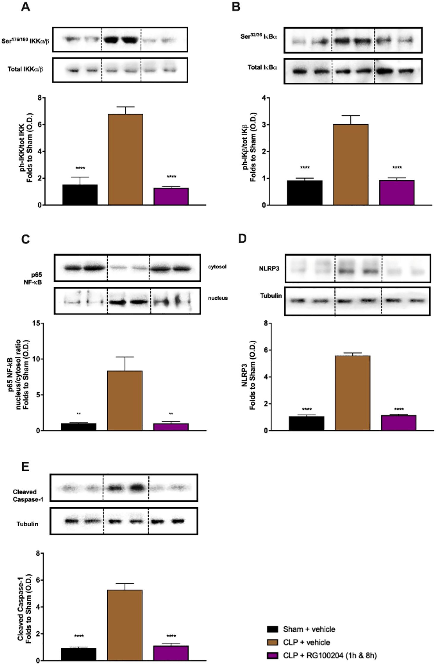 Western blot analysis with bar graphs displays protein expression in five panels labeled A to E. Each panel presents protein bands for phosphorylation and total forms with corresponding graphs. Conditions are Sham with vehicle, CLP with vehicle, and CLP with RG100204 at 1 hour and 8 hours. Significant differences are indicated by asterisks. Panel A shows IKKα/β; B shows IκBα; C shows NF-κB; D shows NLRP3; E shows Cleaved Caspase-1, each quantified in optical density (O.D.) against Sham.