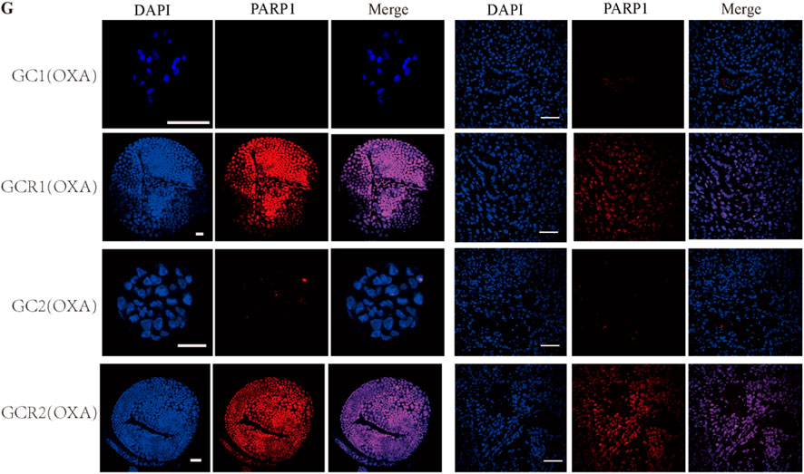 Microscopic images displaying DAPI and PARP1 staining for four samples labeled GC1(OXA), GCR1(OXA), GC2(OXA), and GCR2(OXA). Each row shows separate images for DAPI staining (blue), PARP1 staining (red), and a merged view, depicting cellular and nuclear structures under different staining conditions. Each sample has two sets of images illustrating variations in staining patterns and intensity.