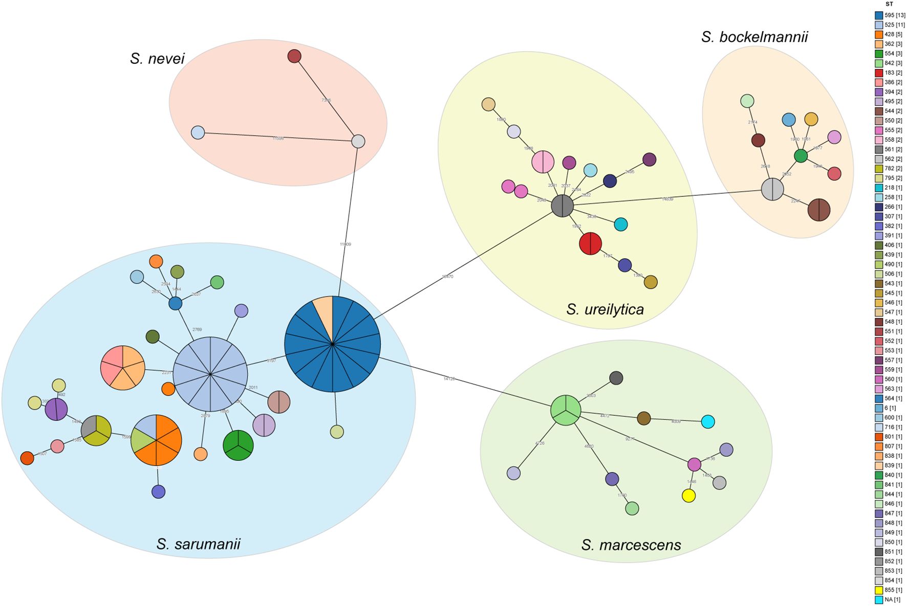 Diagram of genetic relationships among bacterial species, showing interconnected circles representing different strains of S. nevei, S. bockelmannii, S. ureilytica, S. sarumanii, and S. marcescens. Colored circles are linked by lines, with a legend indicating strain types and frequencies.
