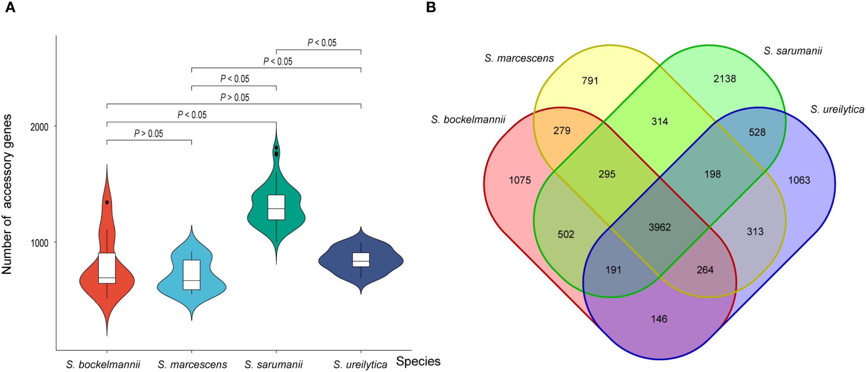 Violin plot labeled “A” compares the number of accessory genes among four species: S. bockelmannii, S. marcescens, S. sarumanii, and S. ureilytica, with significant P-values indicated. Venn diagram labeled “B” shows the shared and unique accessory genes among the same species, with overlapping sections and distinct counts for each.
