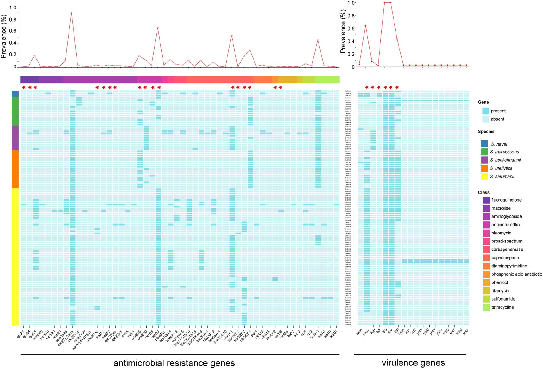 Heatmap displaying the prevalence of antimicrobial resistance and virulence genes across different Serratia species. The top section shows line graphs for prevalence percentages. Genes are classified by color, indicating presence or absence, with a legend for gene type and species on the right. Various classes of antimicrobial resistances are color-coded along the left.