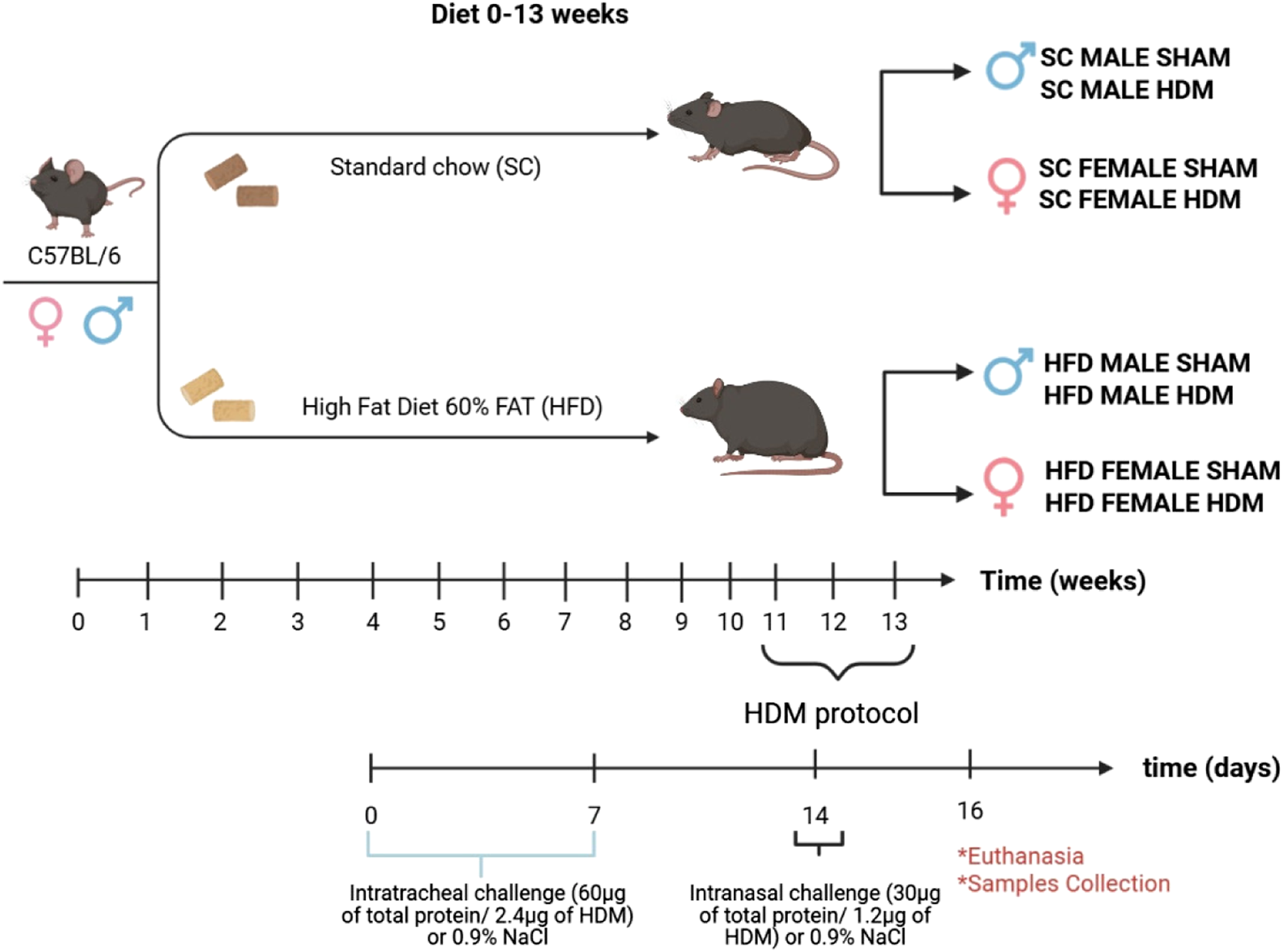 Diet and HDM sensitization scheme.