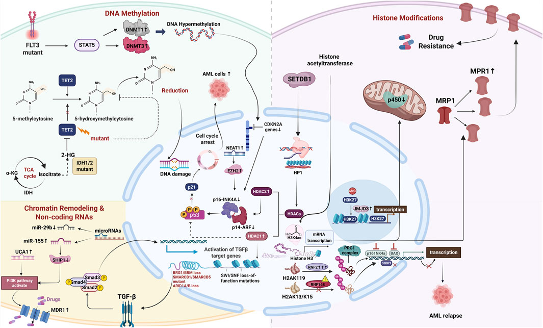 Diagram illustrating pathways in acute myeloid leukemia (AML) involving DNA methylation, histone modifications, chromatin remodeling, and non-coding RNAs. Key components include TET2, DNMT, STAT5, IDH mutations, and various transcription factors affecting chemotherapy resistance and AML relapse.