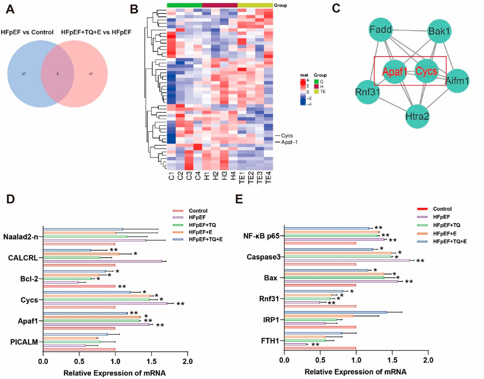 A collage of five images related to a study on heart failure. A) Venn diagram showing shared and unique gene expressions between HFpEF vs Control and HFpEF+TQ+E vs HFpEF, with 67, 5, and 47 gene expressions respectively. B) Heatmap displaying the expression profiles of genes Cycs and Apaf1 across different groups (Control C, HFpEF H, and Treatment TE). C) Network diagram highlighting interactions between proteins including Apaf1 and Cycs. D) Bar graph of relative mRNA expression levels for genes Naalad2-n, CALCRL, Bcl-2, Cycs, Apaf1, and PICALM across various conditions. E) Bar graph showing mRNA expression for NF-kB p65, Caspase3, Bax, Rnf31, IRP1, and FTH1, indicating significant differences across samples.