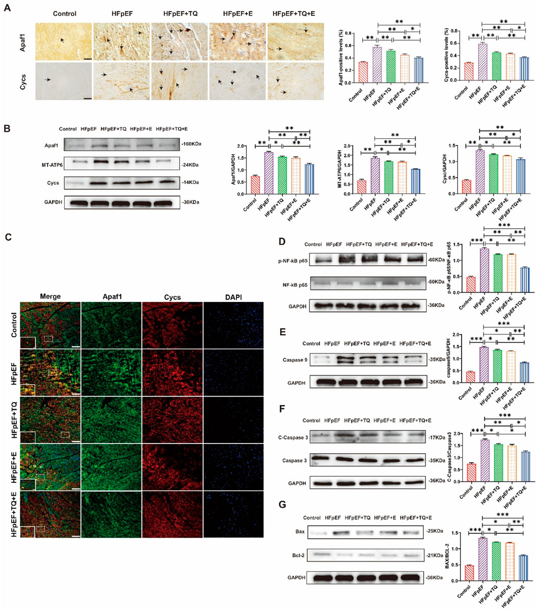 Composite image showing a series of immunohistochemical stains and western blot analyses. Panel A displays stained tissue sections with protein expression indicated by staining intensity and bar graphs showing quantifications. Panels B, D, E, F, and G contain western blot results with corresponding bar graphs, indicating protein expression levels of various markers such as Apaf1, MT-ATP6, Cycs, p-NF-kB, Caspase, Bax, and Bcl-2 across different experimental conditions. Panel C presents fluorescent images of tissues stained for Apaf1, Cycs, and DAPI with merged views for various conditions. Graphs highlight statistical differences with asterisks denoting significance.