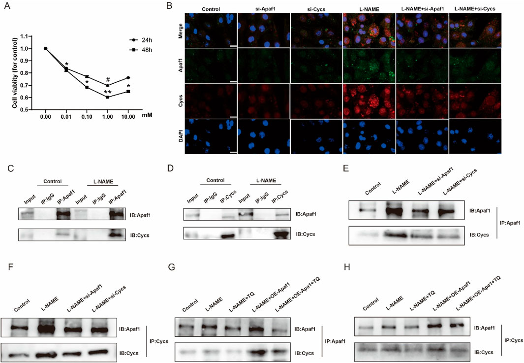 A set of scientific data visualizations: (A) A line graph showing cell viability at different concentrations over 24 and 48 hours, indicating a decrease in viability with increased concentration. (B) Immunofluorescence images show expression levels of Apaf1 and Cycs under various treatments, with DAPI staining for nuclei. (C-H) Western blot results display the interaction between Apaf1 and Cycs in control and treated samples, highlighting differences in protein expression and binding under specific conditions.