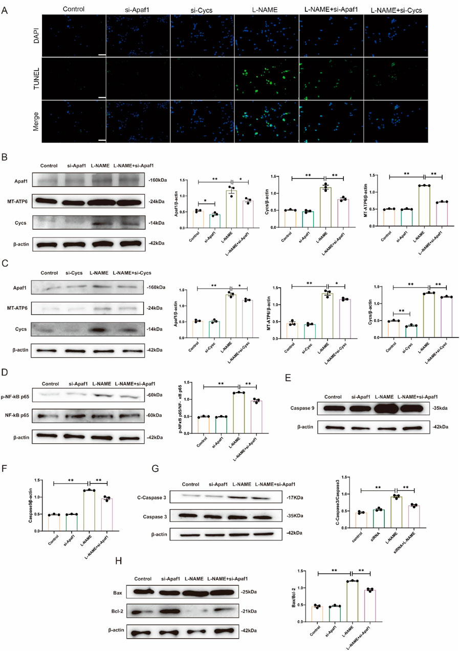 Composite image showing various experimental results related to apoptosis. Panel A displays fluorescence microscopy images comparing cell samples labeled DAPI and TUNEL under different conditions, highlighting apoptotic cell presence. Panels B-H consist of Western blot analyses and corresponding bar graphs, illustrating the expression levels of proteins like Apaf1, MT-ATP6, Cycs, NF-κB p65, caspases, Bax, and Bcl-2 across specified treatments. These results indicate variations in protein expression correlated with apoptosis pathways. Statistical significance is noted in the graphs, with asterisks marking significant differences between groups.