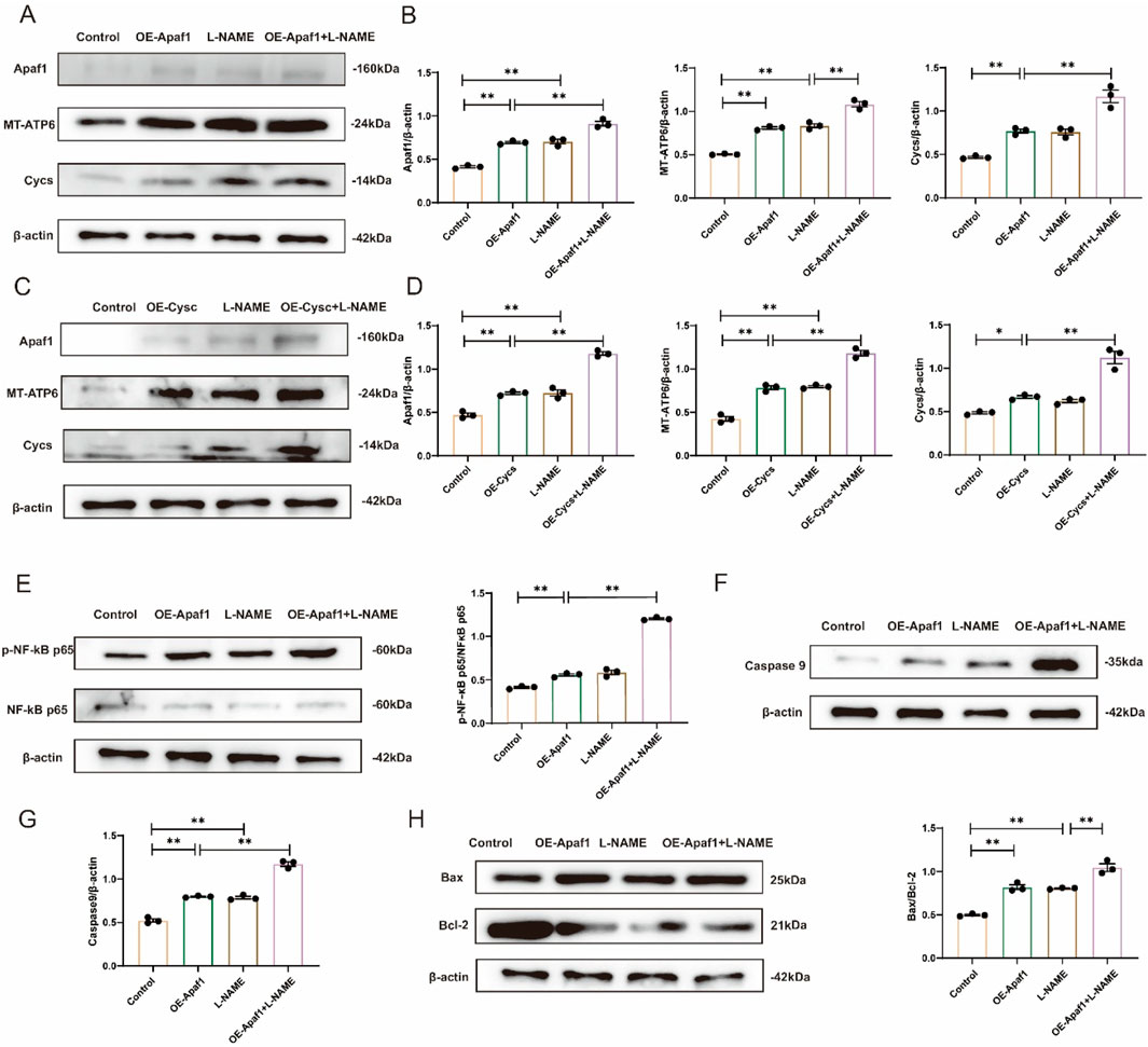 Western blot and bar graphs analyze protein expression across different treatments: Control, OE-Apaf1, L-NAME, and their combinations. Panels show results for Apaf1, MT-ATP6, Cycs (A, C); p-NF-κB p65 (E); Caspase 9 (F); Bax, Bcl-2 (H). Graphs display relative expression, indicating significant differences.