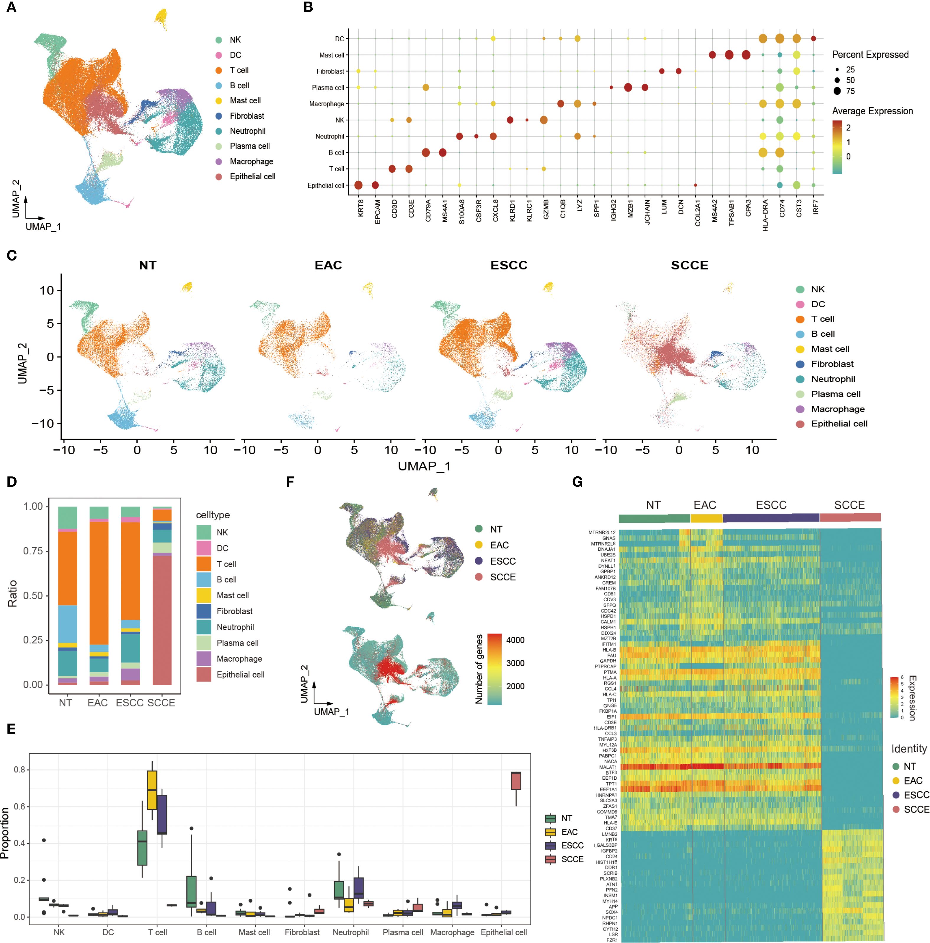 Panel A displays a UMAP plot of different cell types across various conditions. Panel B shows gene expression patterns in a dot plot, with average expression indicated by color intensity. Panel C contains UMAP visualizations for NT, EAC, ESCC, and SCCE conditions. Panel D presents a stacked bar chart of cell type ratios in each condition. Panel E is a box plot illustrating the proportion of each cell type within different conditions. Panel F includes UMAP plots highlighting gene expression with color intensity. Panel G is a heatmap of gene expression across conditions NT, EAC, ESCC, and SCCE.