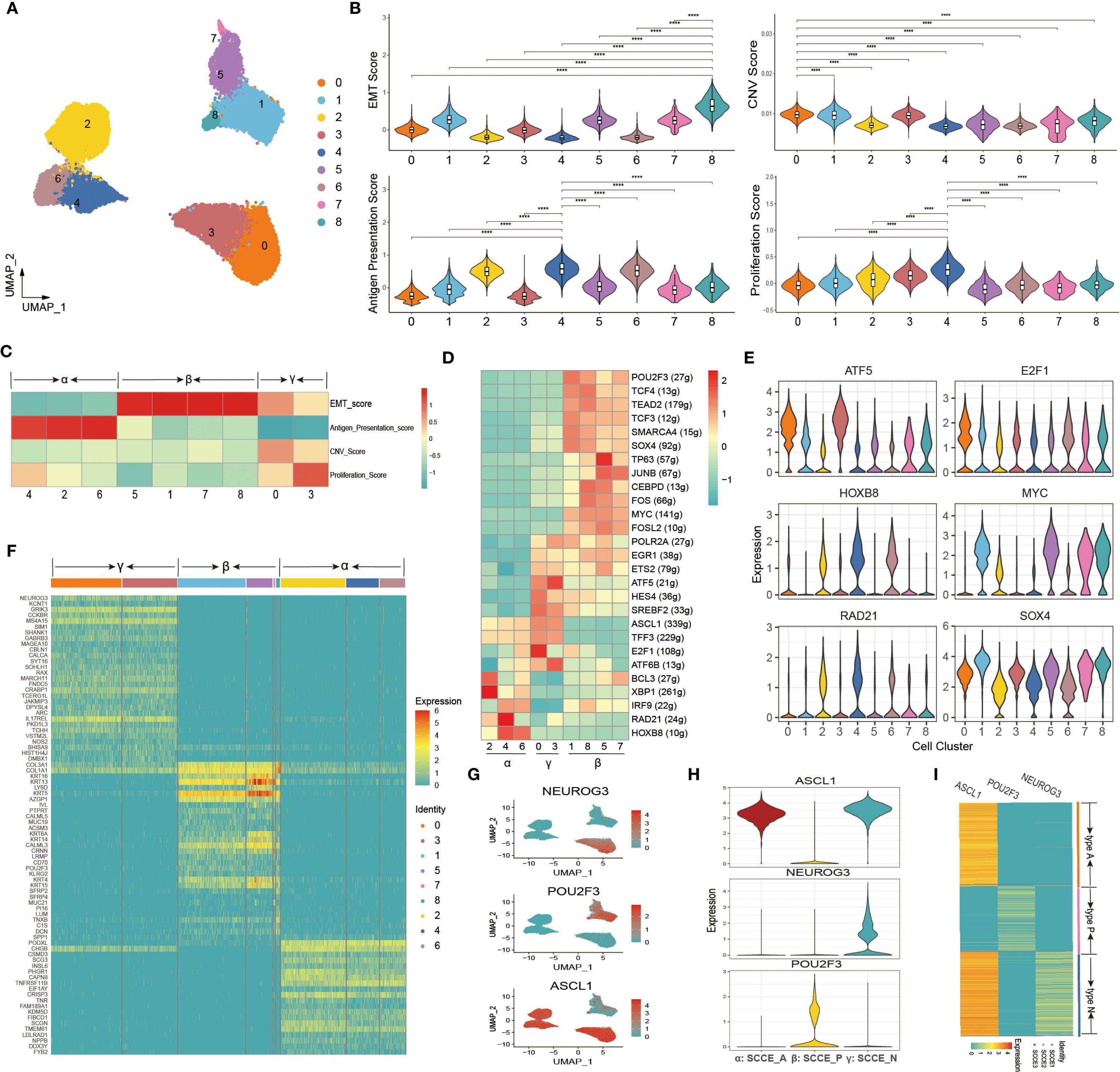 A series of visualizations analyze cell clusters and gene expression scores. Panel A displays a UMAP plot with clusters labeled zero to eight in different colors. Panel B features violin plots showing EMT, antigen presentation, CNV, and proliferation scores across clusters. Panel C is a heatmap of scores for specific genes across clusters. Panel D shows a detailed heatmap of gene expression levels. Panel E presents violin plots of expression for ATF5, E2F1, HOXB8, MYC, RAD21, and SOX4 across clusters. Panel F is a heatmap indicating expression levels and identity of genes. Panel G contains separate UMAP plots for NEUROG3, POU2F3, and ASCL1. Panel H features violin plots of expression for ASCL1, NEUROG3, and POU2F3. Panel I is a heatmap comparing expression of ASCL1, POU2F3, and NEUROG3.