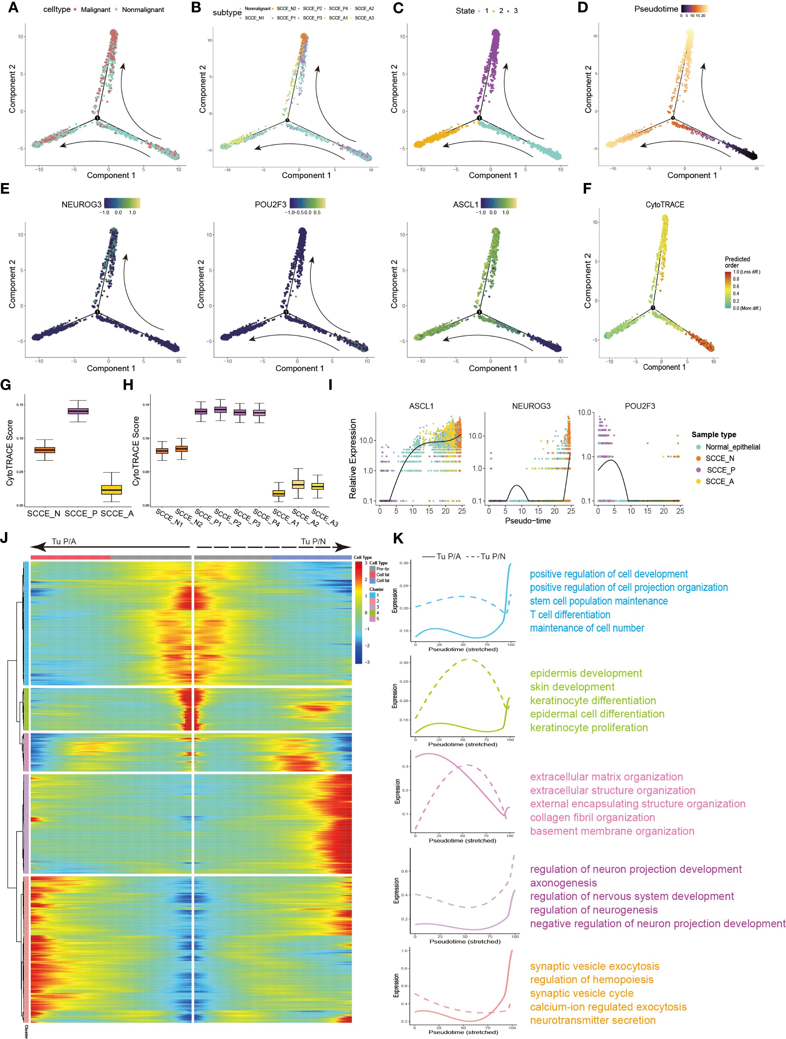 A series of scientific visualizations showing multiple graphs and charts related to cell and gene expression analysis. Panels A to F display three-dimensional scatter plots highlighting components and various attributes such as cell type, subtype, state, pseudotime, and specific gene expression levels (NEUROG3, POU2F3, ASCL1). Panels G to I include box plots and scatter plots depicting CytoTRACE scores, gene expression relative to pseudotime, and comparisons across sample types. Panel J contains a heatmap comparing expression across different cell types and states. Panel K lists gene expression trends over pseudotime for various biological processes.