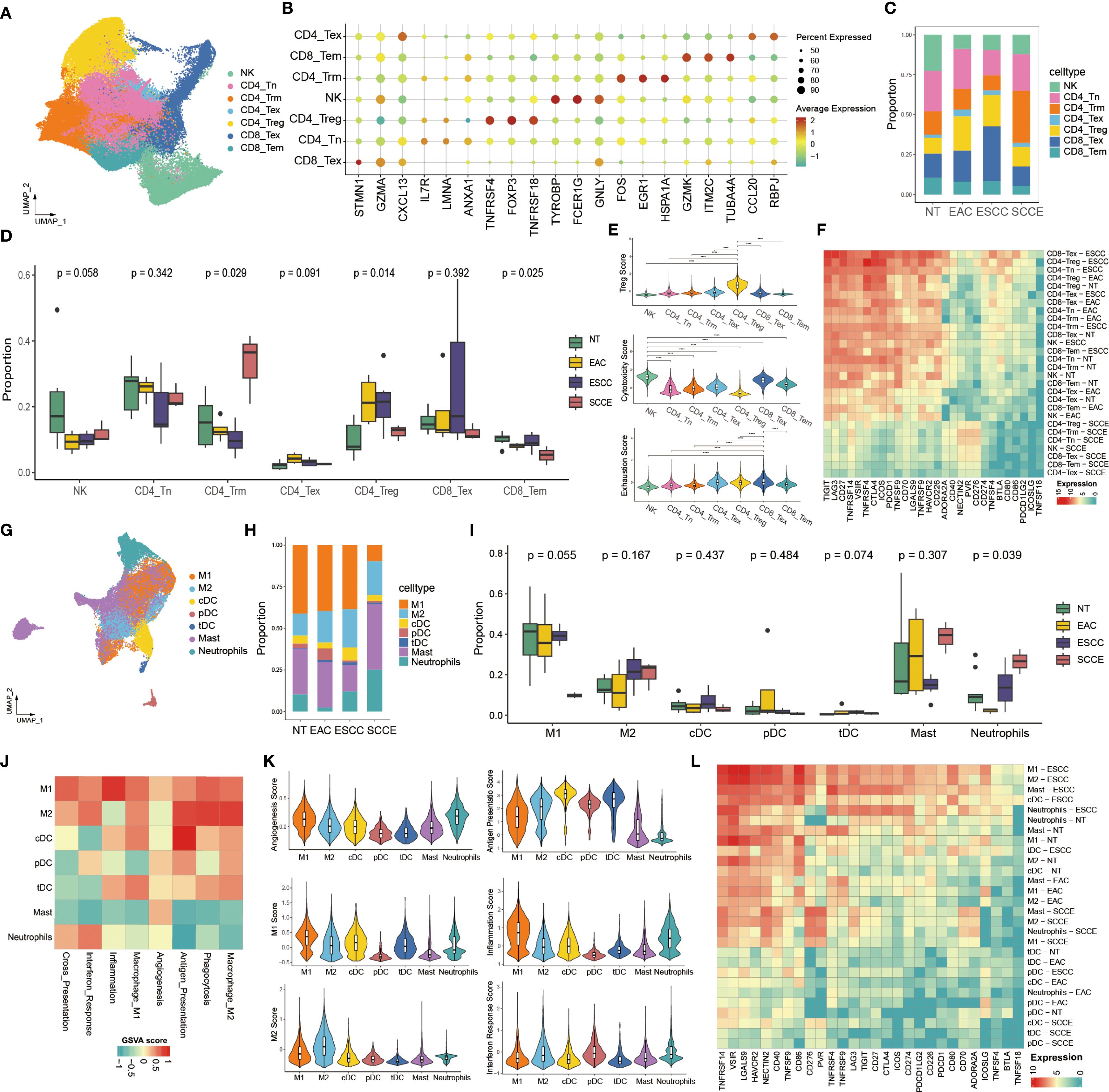 This image contains multiple panels showcasing various data visualizations related to cell types and their expression in different conditions. Panel A is a UMAP plot illustrating clusters of different immune cells. Panel B is a dot plot showing gene expression levels across cell types. Panel C is a bar chart displaying proportions of cell types in conditions labeled NT, EAC, ESCC, and SCCE. Panel D is a box plot comparing proportions of specific T cell types. Panel E comprises violin plots showing regulatory scores. Panel F is a heatmap indicating gene expression. Panel G is another UMAP plot focusing on different immune cell subsets. Panel H presents a bar chart of proportions for distinct cell types. Panel I features box plots for additional immune cell types. Panel J is a heatmap of GSVA scores. Panel K displays violin plots of various scores for each cell type. Panel L is another heatmap comparing expression levels.