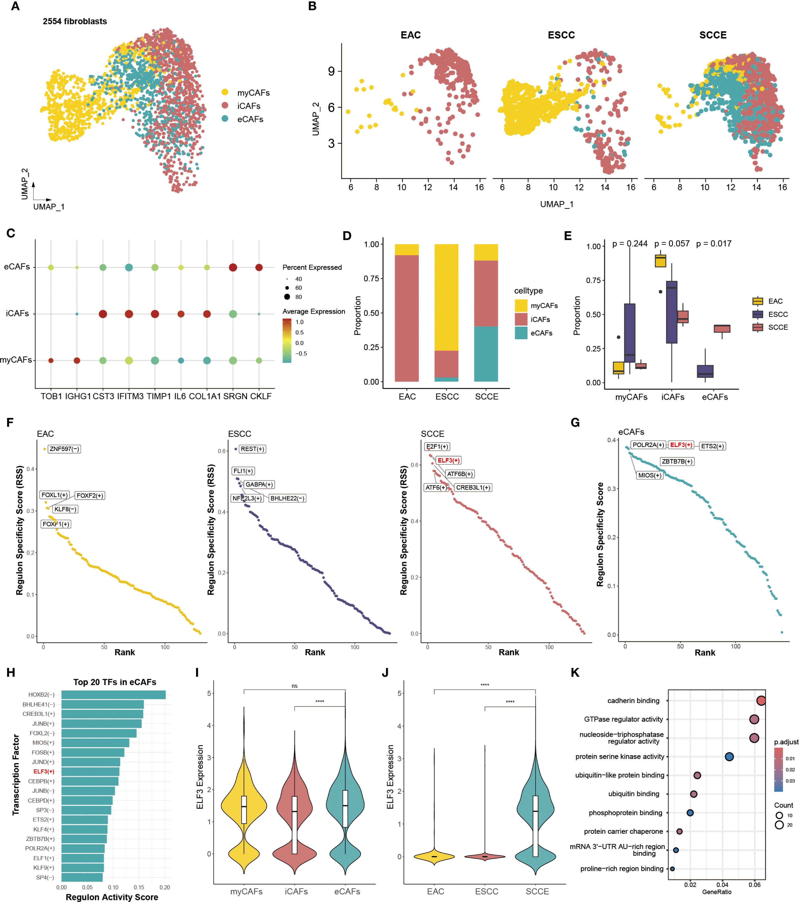 Composite image featuring multiple panels: (A) UMAP plot with 2554 fibroblasts categorized into myCAFs, iCAFs, and eCAFs, shown in different colors. (B) UMAP plots showing clusters for EAC, ESCC, and SCCE. (C) Bubble plot illustrating gene expression across cell types. (D) Bar graph showing cell type proportions in EAC, ESCC, and SCCE. (E) Box plots comparing proportions of CAFs across cancer types with p-values. (F-G) Line plots depicting region specificity scores for transcription factors in different CAF types. (H) Bar graph of top 20 transcription factors in eCAFs. (I-J) Violin plots showing ELF3 expression across CAF types and cancers. (K) Dot plot of gene ontology terms with significance values.