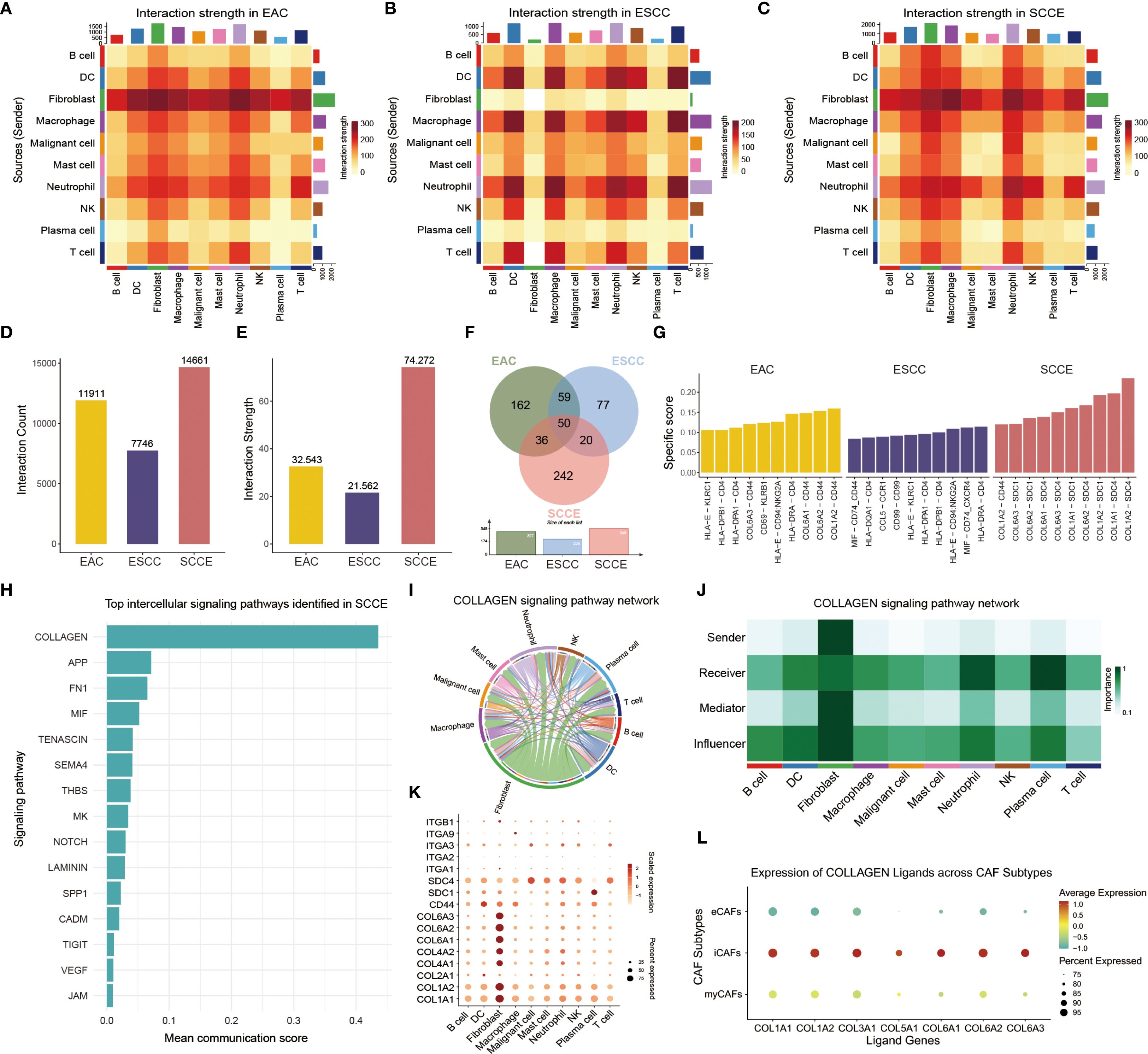Panels A, B, and C display heatmaps of interaction strength among various cell types in EAC, ESCC, and SCCE. D and E show bar graphs of interaction count and strength. F presents a Venn diagram comparing interaction overlap. G features a bar graph of specific scores for interactions. H depicts a bar graph of top signaling pathways in SCCE. I and J illustrate the COLLAGEN signaling pathway network with chord and heatmap diagrams. K and L show dot plots of COLLAGEN ligand expression across CAF subtypes, with varying expression levels.