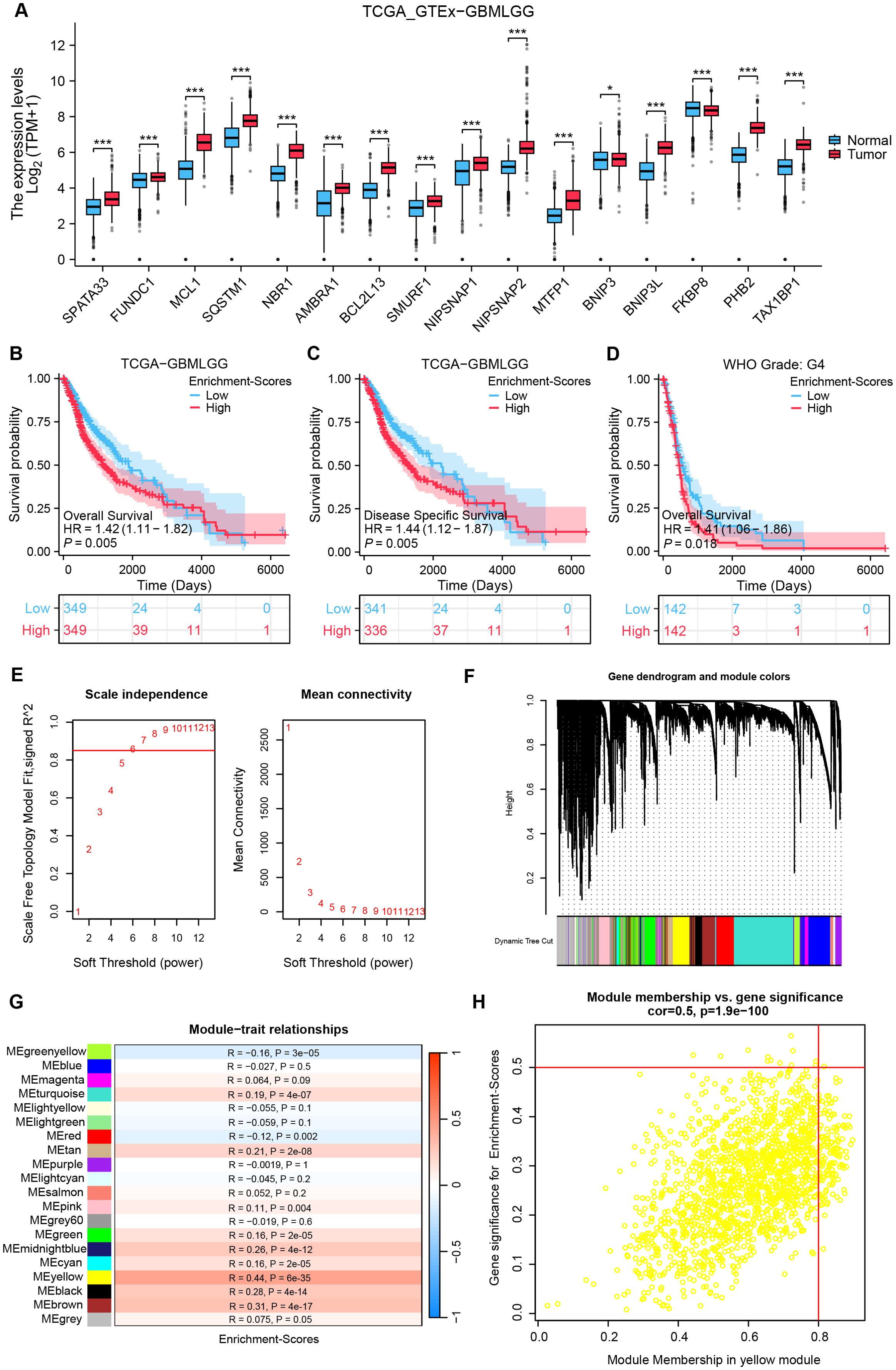 Panel A shows box plots comparing expression levels of various genes in normal versus tumor tissues, with significant differences marked by asterisks. Panels B to D present Kaplan-Meier survival curves indicating overall and disease-specific survival probabilities based on enrichment scores, with hazard ratios and p-values. Panel E depicts graphs of scale independence and mean connectivity against soft threshold power. Panel F shows a gene dendrogram with module colors. Panel G displays a heatmap of module-trait relationships with corresponding enrichment scores. Panel H presents a scatter plot of module membership versus gene significance in the yellow module.