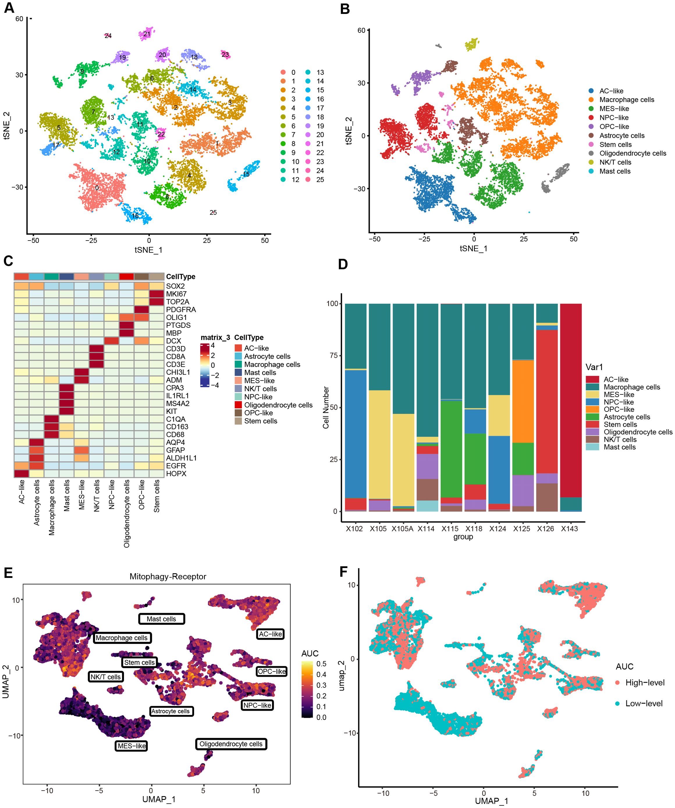 Panel A shows a t-SNE plot with cell clusters labeled by numbers one to thirteen. Panel B is a t-SNE plot with cell types labeled, including AC-like, macrophage, and others. Panel C is a heatmap displaying gene expression across different cell types. Panel D is a bar chart illustrating cell type distribution. Panel E shows a UMAP plot with labeled cell types related to the Mitophagy-Receptor pathway. Panel F is a UMAP plot depicting high-level and low-level AUC scores.