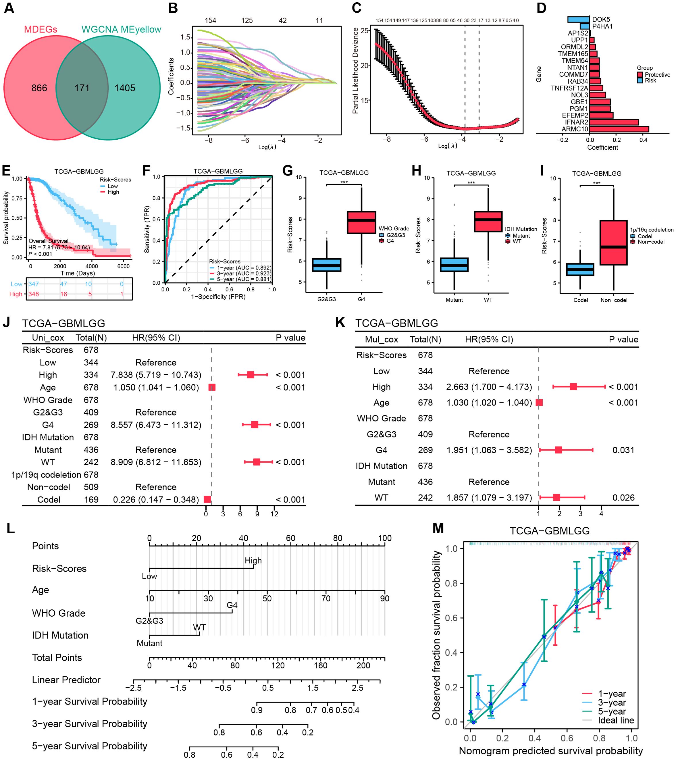 A composite image with multiple panels showing data visualizations and analyses for TCGA-GBMLGG. Panel A is a Venn diagram comparing MDEGs and WGCNA MEyellow. Panel B shows a coefficient plot with lines for different features. Panel C presents a partial likelihood deviance plot. Panel D is a bar chart of gene coefficients distinguishing protective and risk groups. Panels E and F display survival curves and ROC analysis, respectively. Panels G, H, and I contain box plots for risk scores across various factors. Tables J and K summarize Cox regression analyses. Panel L is a nomogram predicting survival probability. Panel M shows a calibration curve for different survival probabilities.