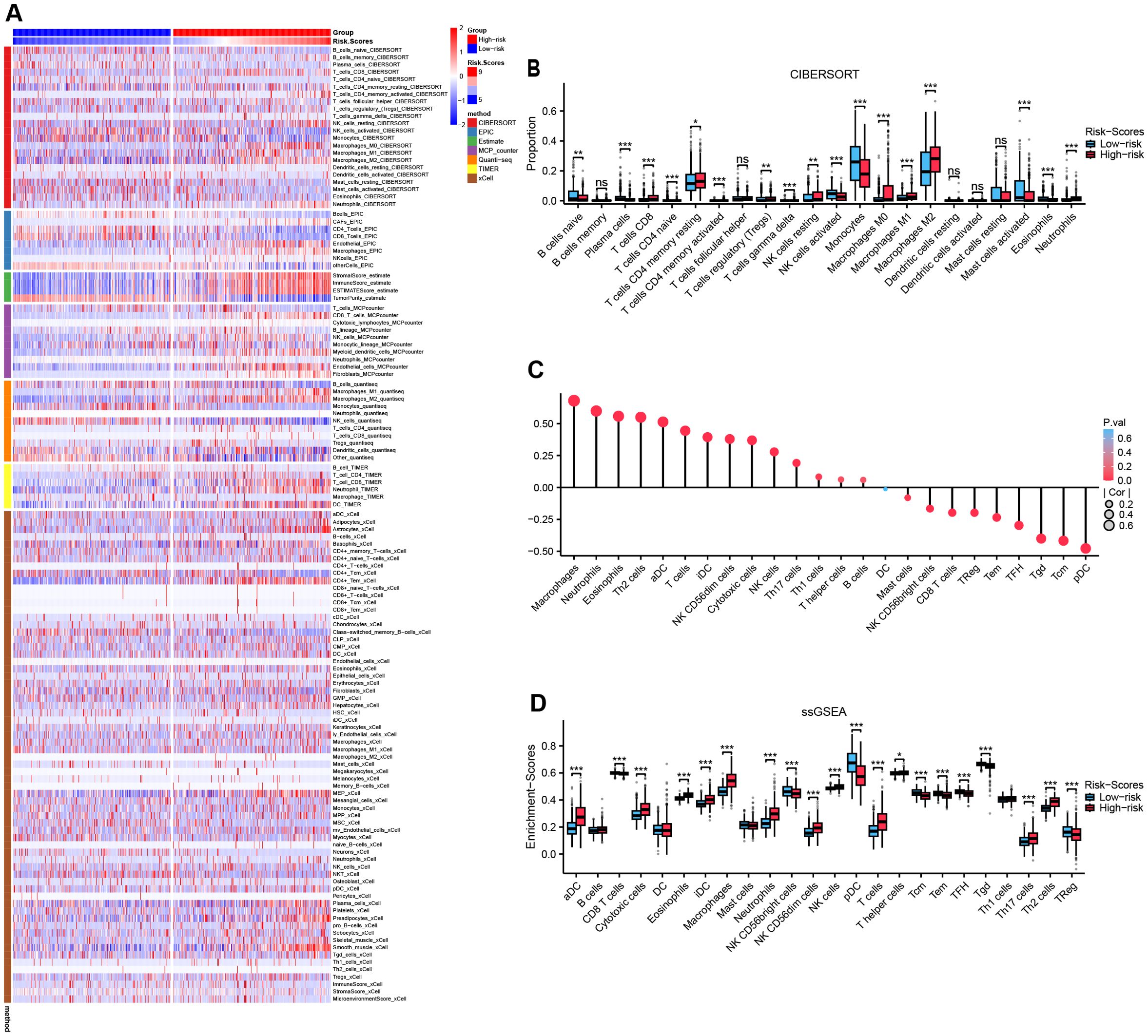 Panel A shows a heatmap of expression data with color-coded groups and risk scores. Panel B presents a box plot of immune cell proportions analyzing low-risk and high-risk scores using CIBERSORT. Panel C displays a correlation plot of immune cell types with color indicating p-values. Panel D features a box plot comparing enrichment scores of immune cell types in low-risk and high-risk groups using ssGSEA. Each panel provides information on immune cell involvement and risk stratification.