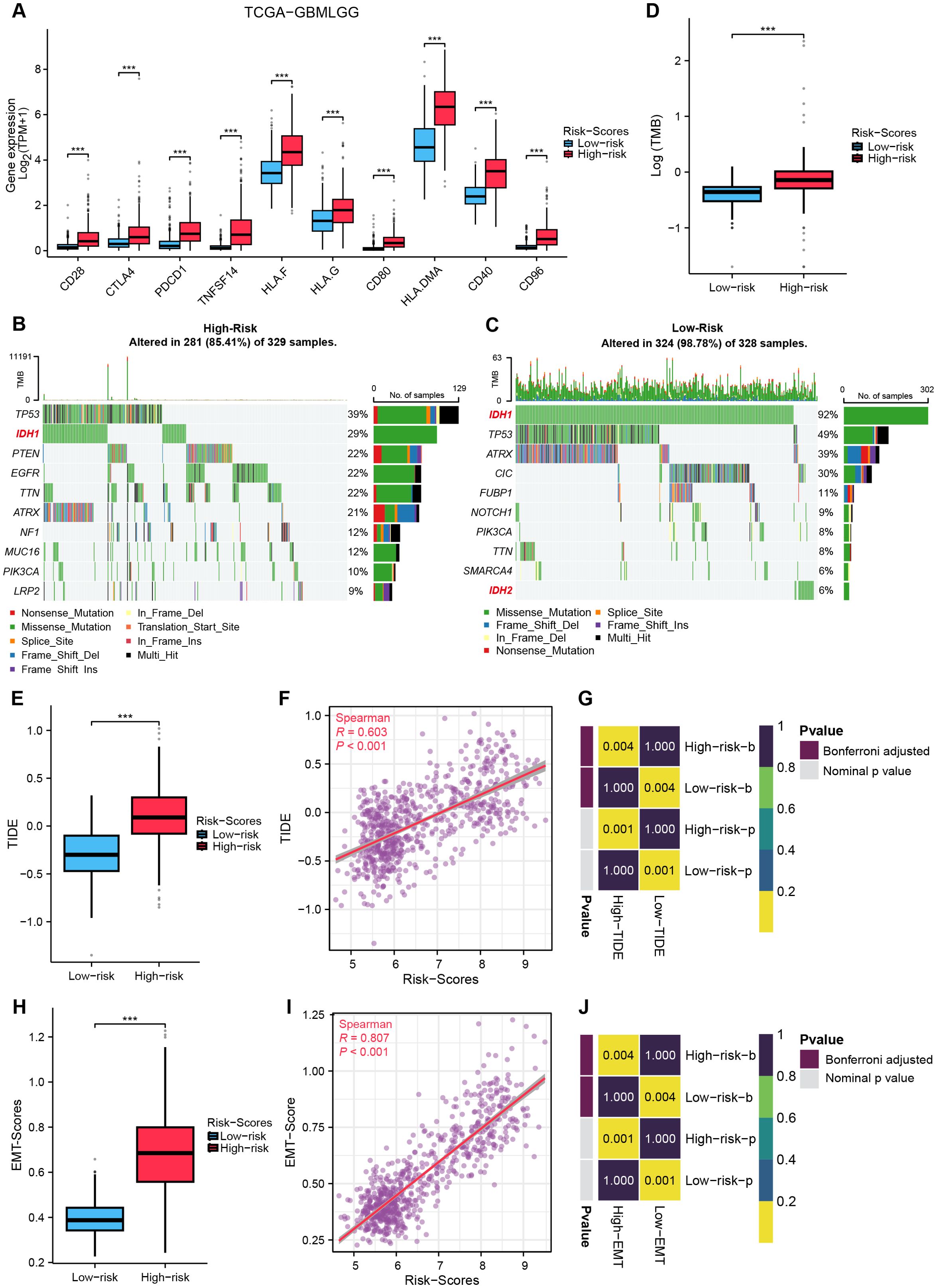 Multiple visualizations and graphs analyze gene expression, mutation frequency, TMB, TIDE, and EMT scores in high-risk and low-risk groups of TCGA-GBMLGG samples. Box plots demonstrate significant expression differences between risk groups. Heatmaps show mutation occurrence with gene names and types. Scatter plots illustrate correlations of risk scores with TIDE and EMT scores, showing statistical significance. Color-coded legends indicate mutation types and p-values.