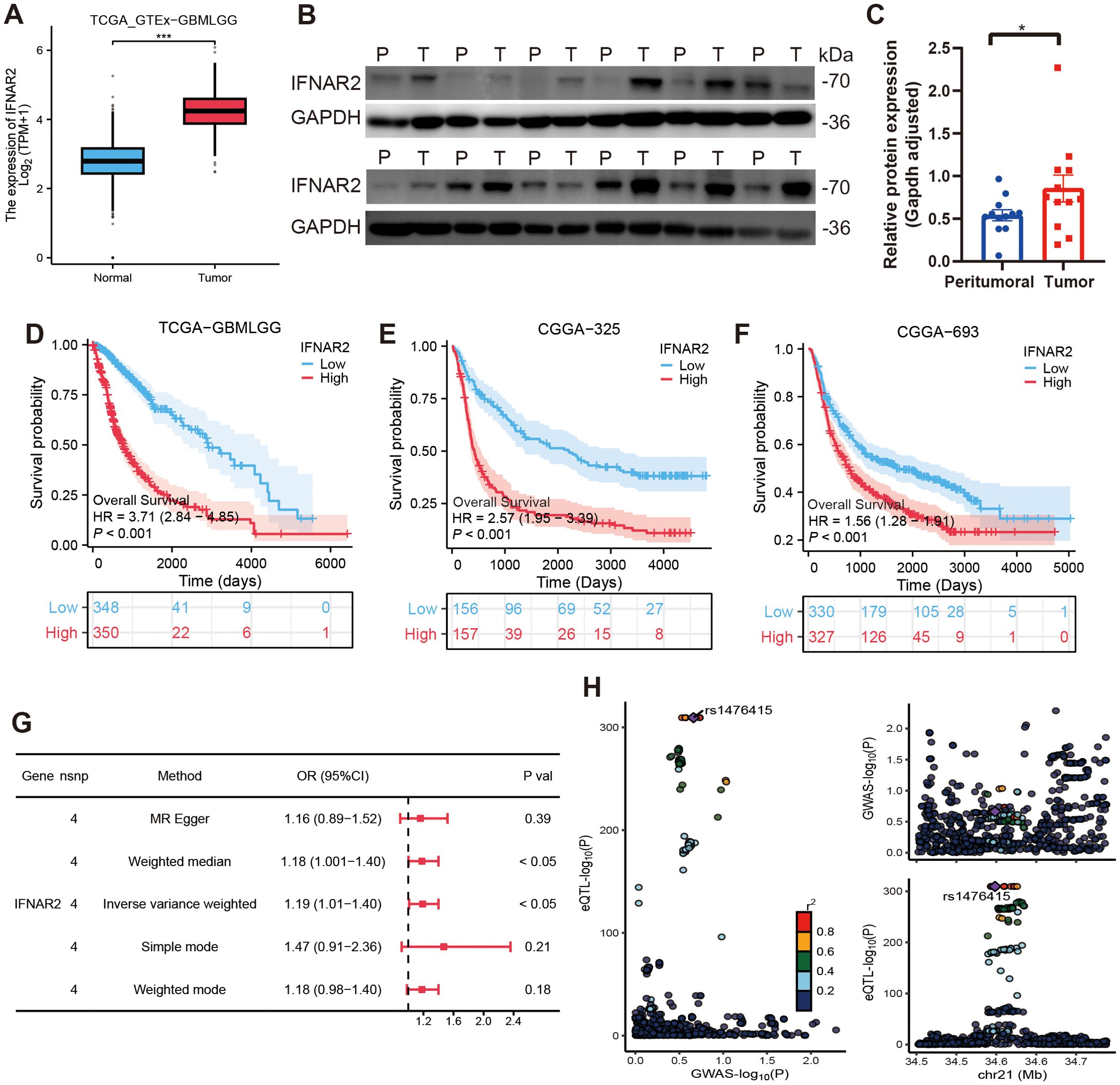 Box plot in panel A compares IFNAR2 expression between normal and tumor tissues, showing higher levels in tumors. Panel B displays Western blot results for IFNAR2 and GAPDH in peritumoral (P) and tumor (T) tissues. Panel C shows a bar graph of relative protein expression, with tumors having higher expression. Panels D, E, and F contain Kaplan-Meier plots for TCGA-GBMLGG, CGGA-325, and CGGA-693 cohorts, indicating lower survival probability with high IFNAR2 expression. Panel G presents a table with odds ratios and confidence intervals for gene analysis. Panel H features scatter plots and a gene locus plot concerning eQTL and GWAS data.