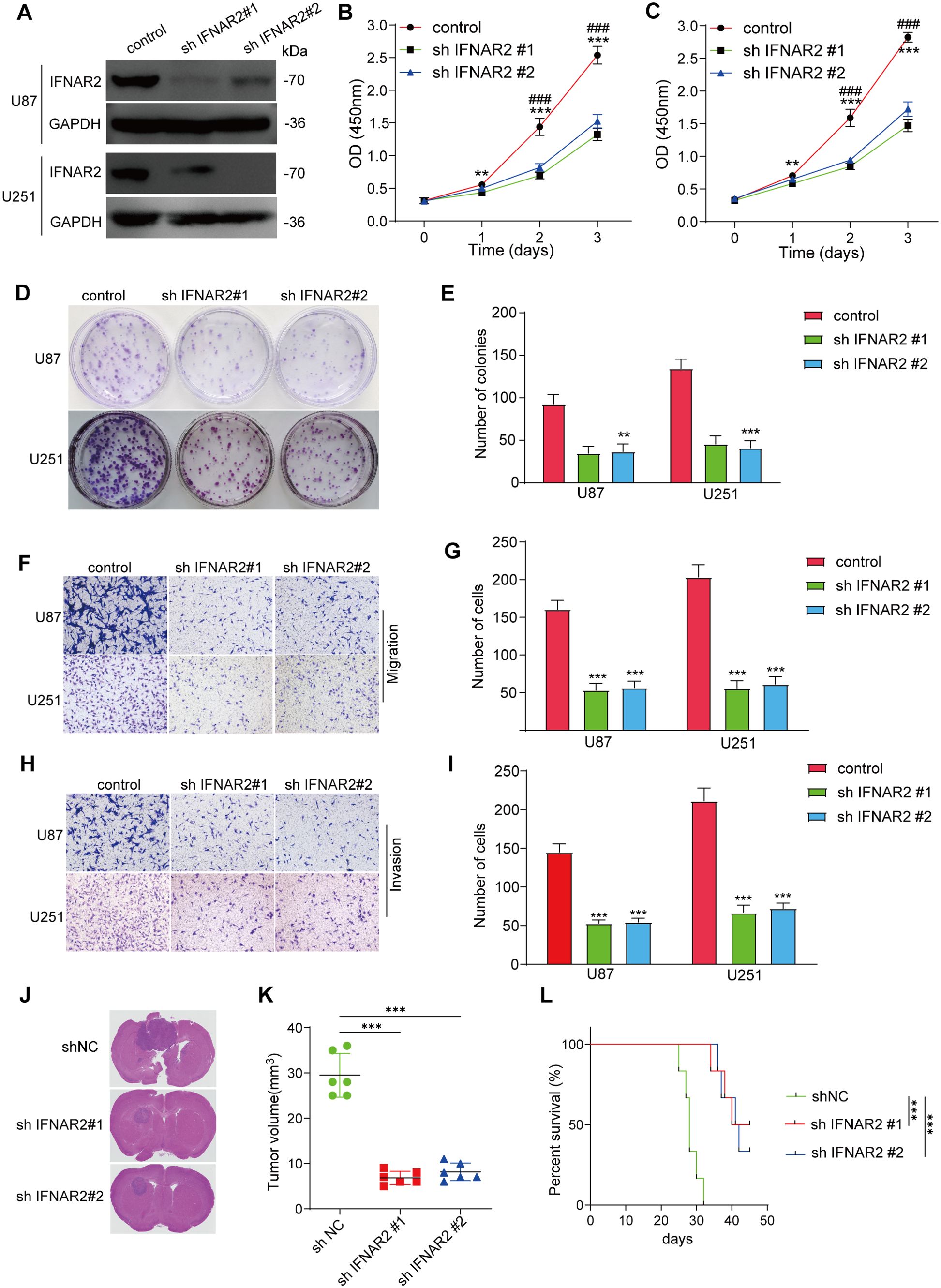 Composite image showing experimental results on IFNAR2 impact in cell lines. (A) Western blot for IFNAR2 and GAPDH. (B, C) Line graphs showing cell proliferation over three days for U87 and U251 lines. (D) Colony formation assays for control and shIFNAR2 groups. (E) Bar graph of colony numbers in U87 and U251 lines. (F) Migration assay results with quantification in (G). (H) Invasion assay results with quantification in (I). (J) Tumor sections in different shRNA treatments. (K) Plot of tumor volumes. (L) Survival curve showing survival rates over days for different treatments.