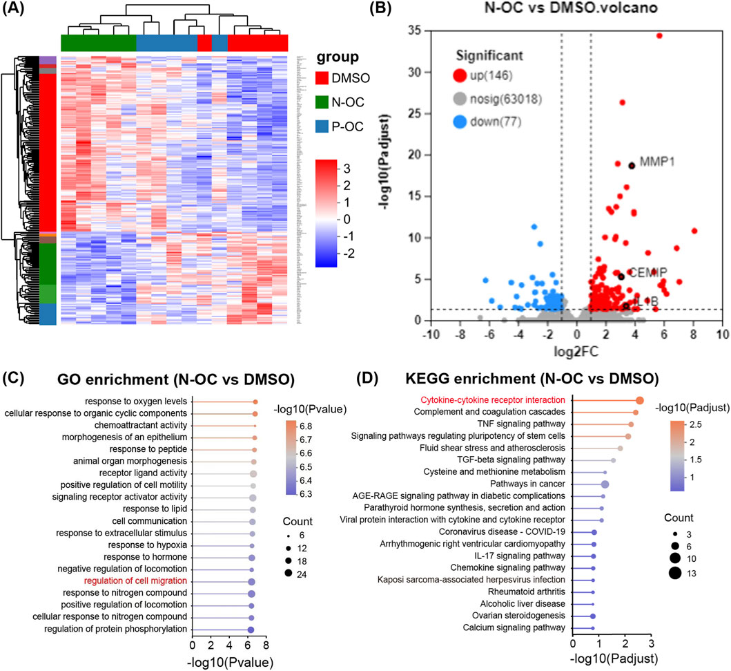 Heatmap (A) shows gene expression across groups DMSO, N-OC, and P-OC. Volcano plot (B) visualizes significant gene changes between N-OC and DMSO, highlighting upregulated (red) and downregulated (blue) genes. GO enrichment analysis (C) identifies biological processes with significant changes, represented by dot size and color. KEGG enrichment analysis (D) displays pathway changes, with color indicating significance and dot size representing the count.
