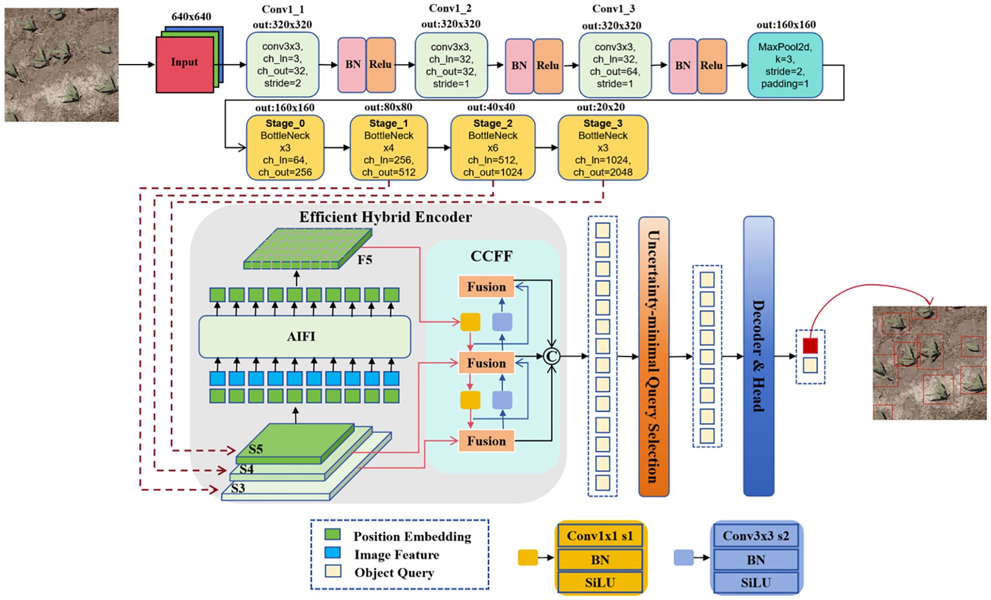 Diagram of a deep learning model for object detection. It includes input images at 640x640 resolution, convolutional stages (Conv1 and stages 0 to 3) reducing dimensions, and an Efficient Hybrid Encoder with AIFI and CCFF components. The encoder is connected to an Uncertainty-minimal Query Selection module, followed by a Decoder & Head producing output images with detected objects. Key elements include bottleneck structures, position embedding, and image feature processing. Initial and final images depict plants on soil, with detected plants marked in red. The flow is indicated by arrows connecting components.